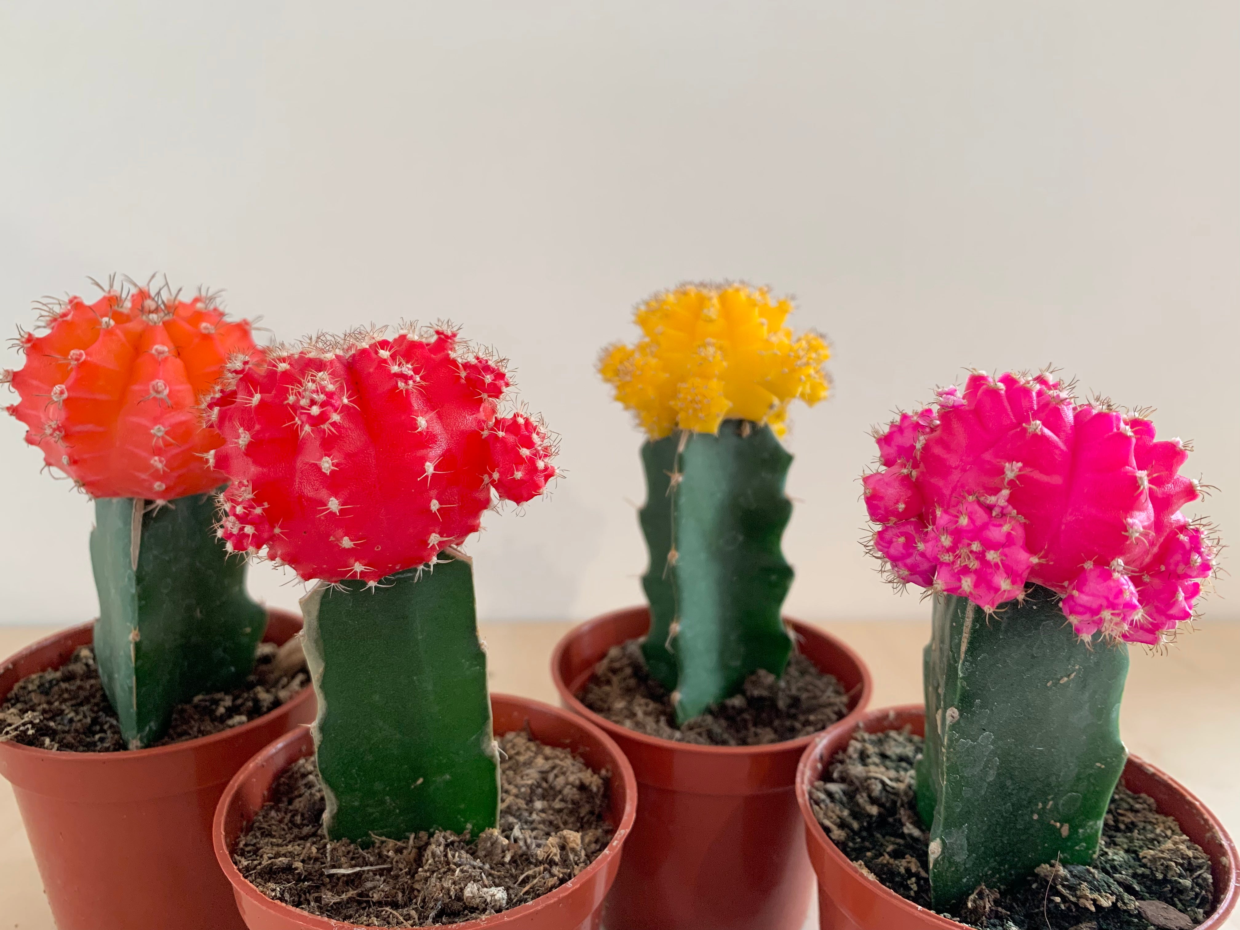 Moon Cactus