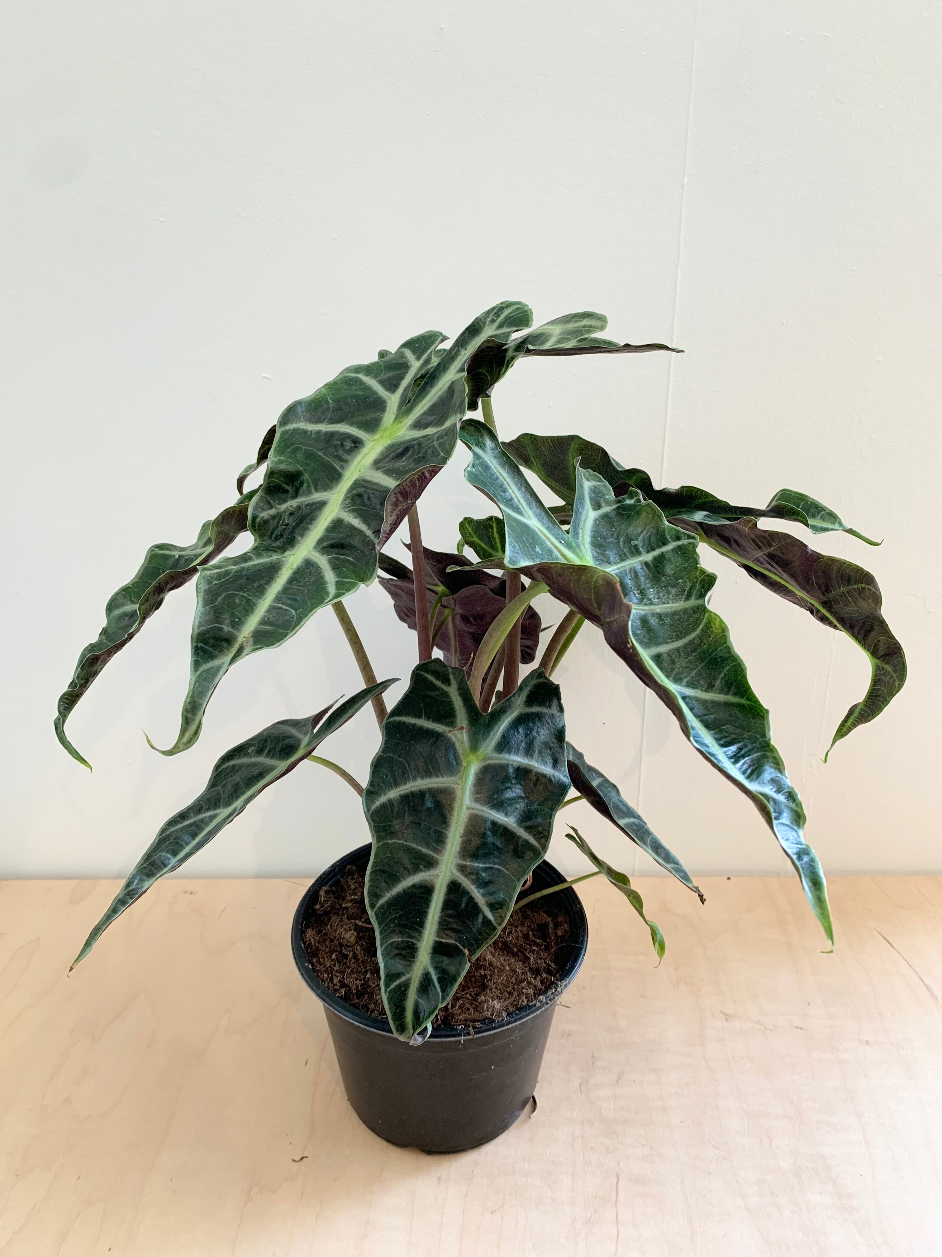 Alocasia 'Polly'