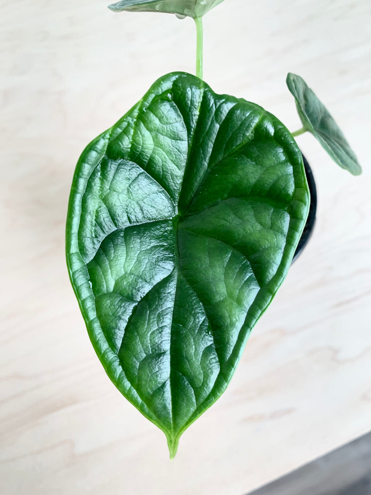 Alocasia 'Escama de dragón'