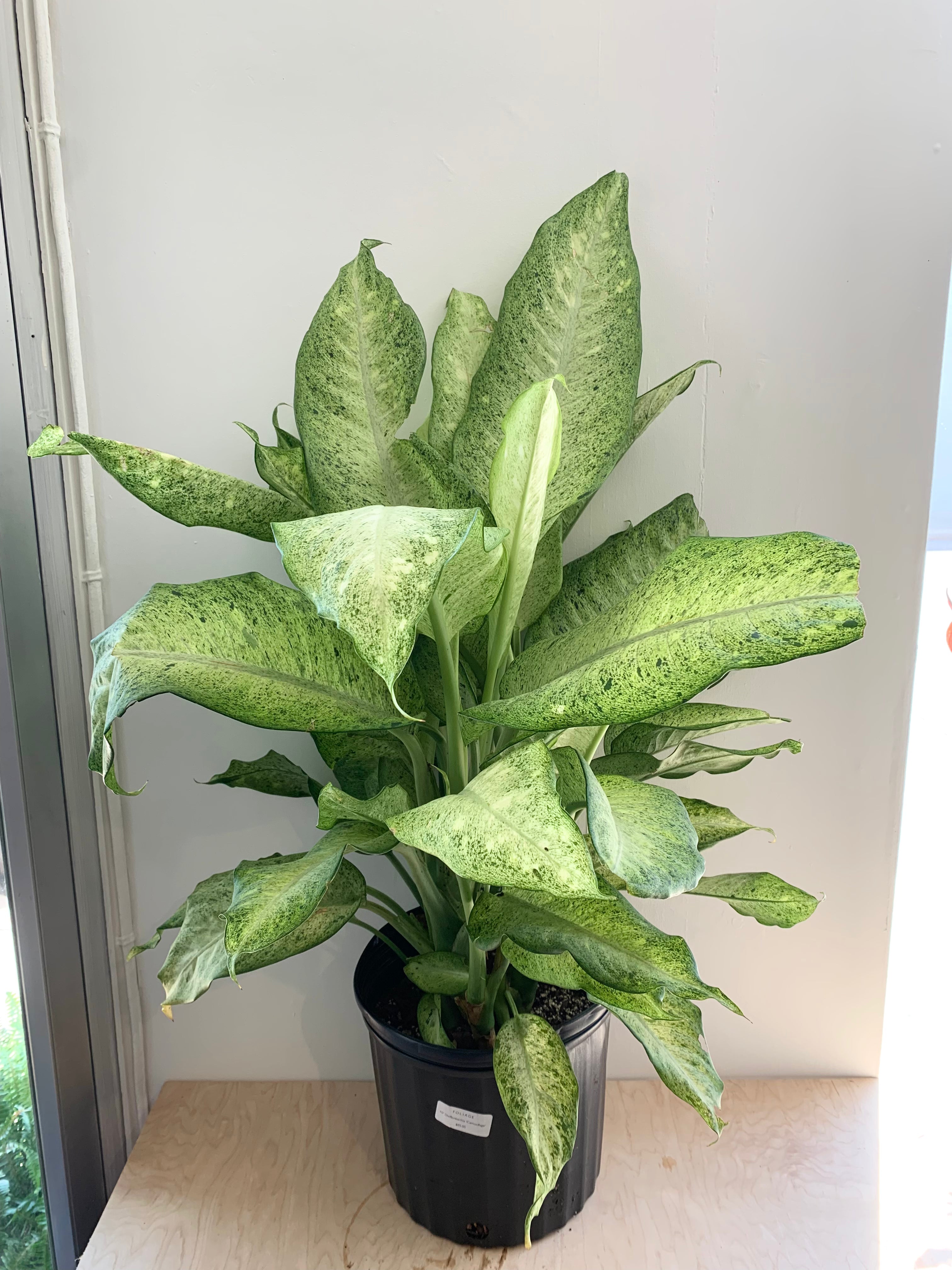 Dieffenbachia 'Camouflage'