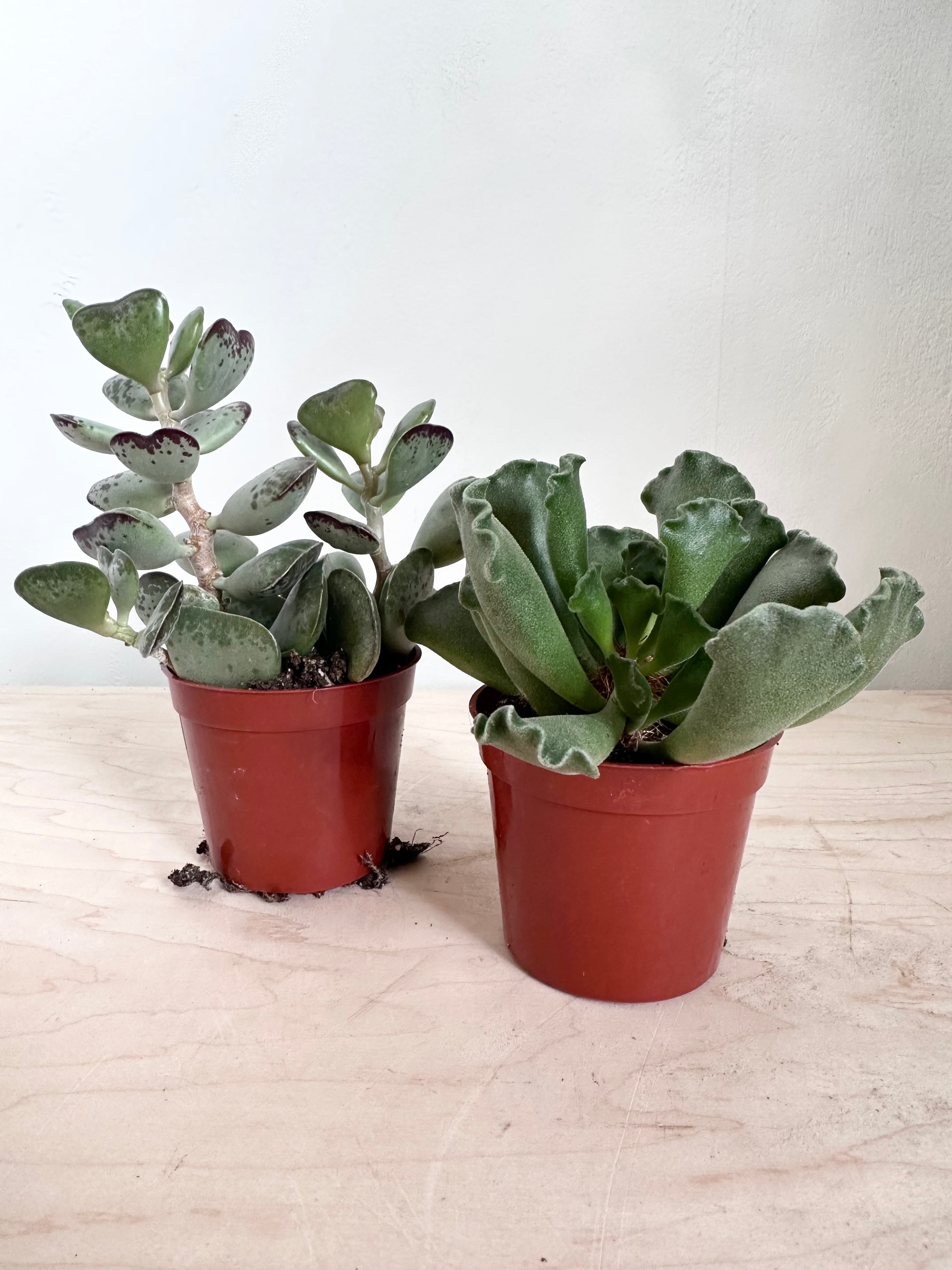 Adromischus Succulent