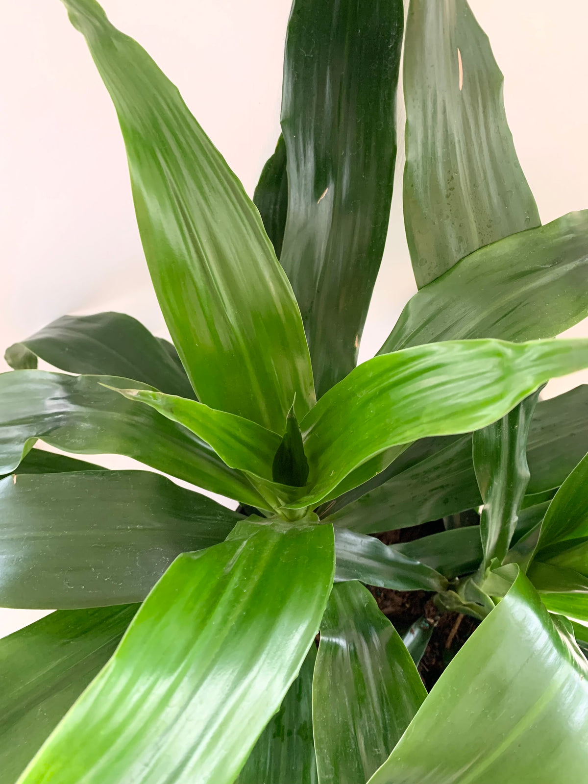 Dracaena 'Janet Craig'