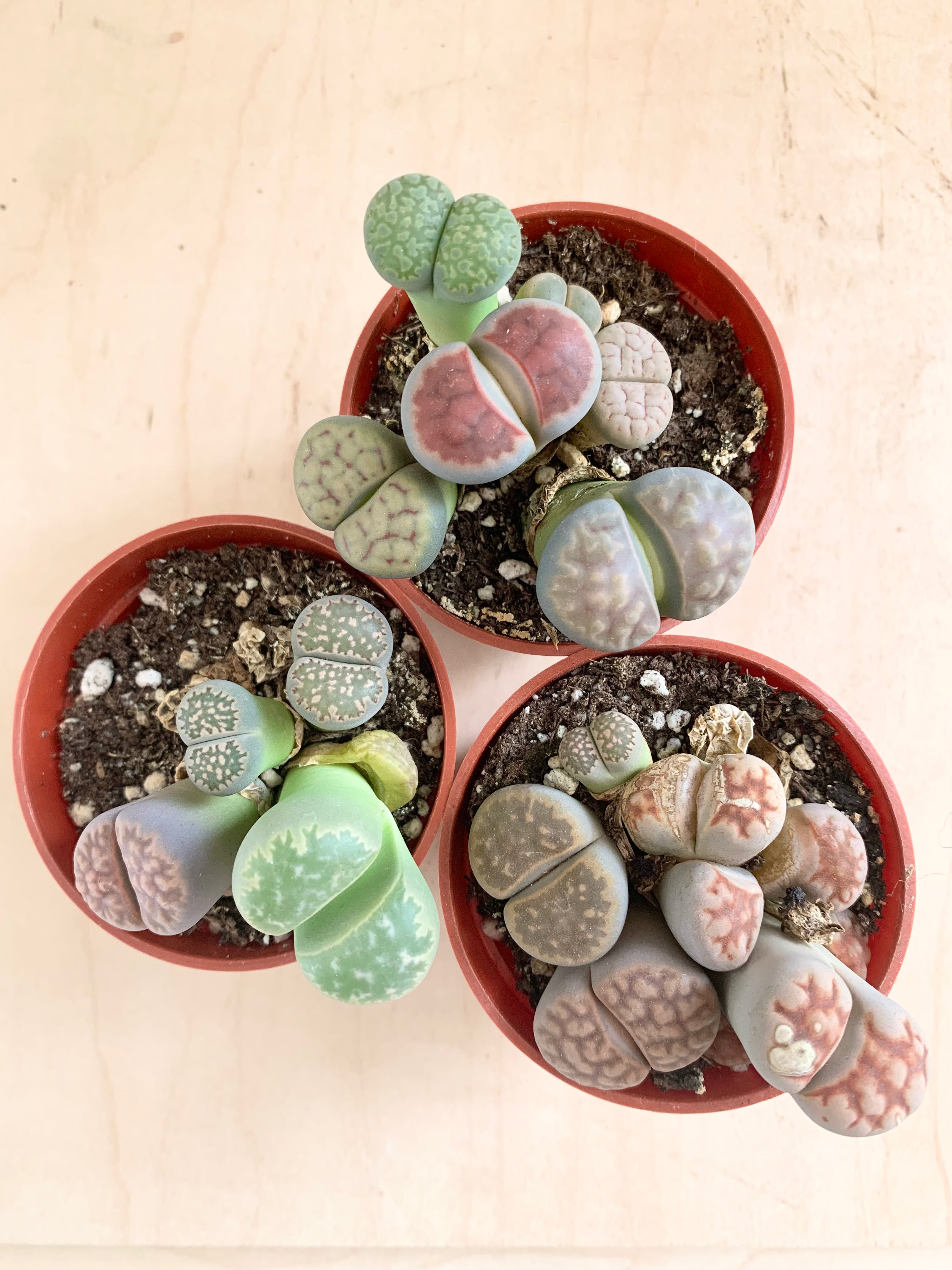 Lithops suculentas (piedras vivas)