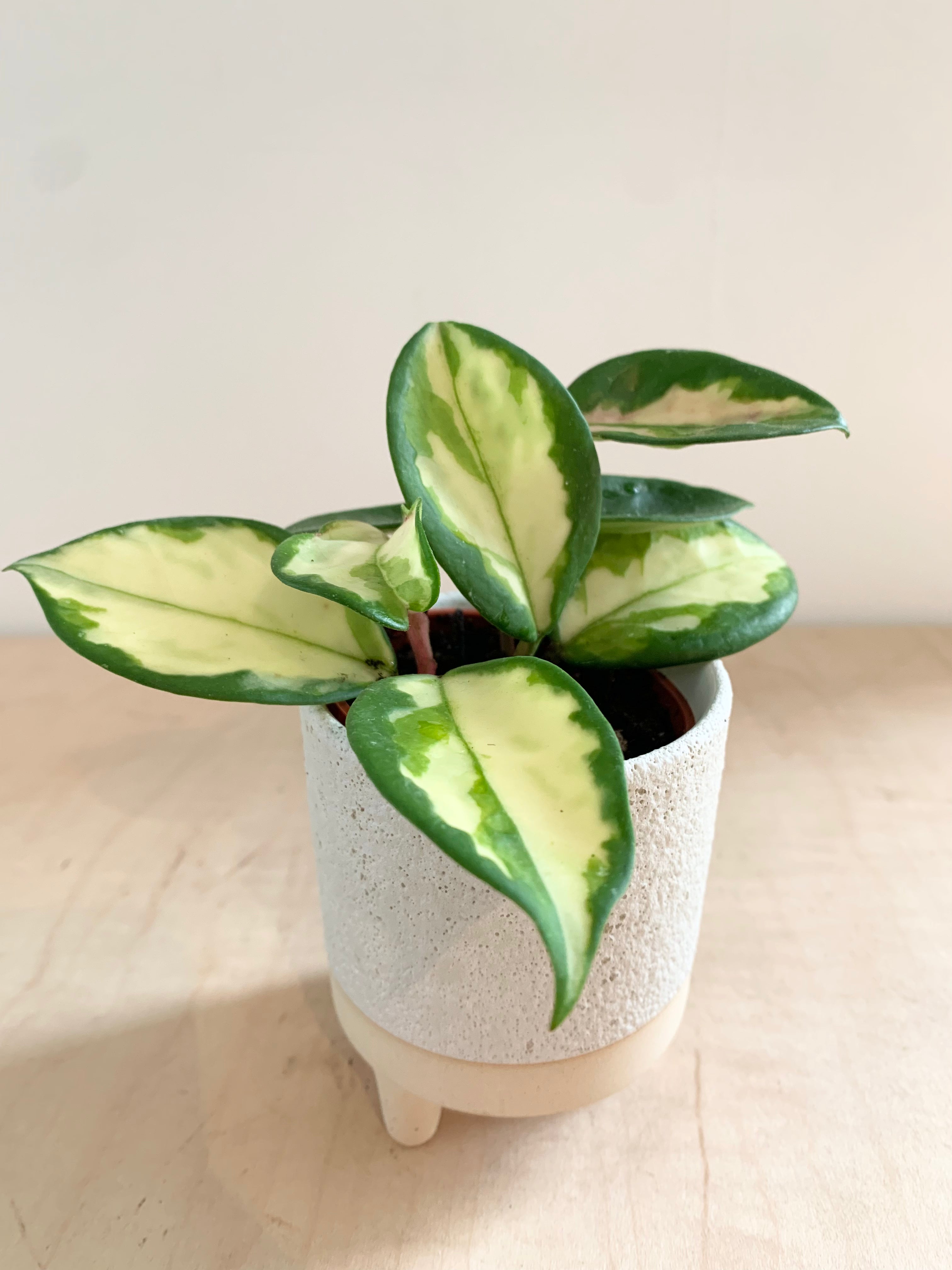 Hoya 'Carnosa Tricolor'
