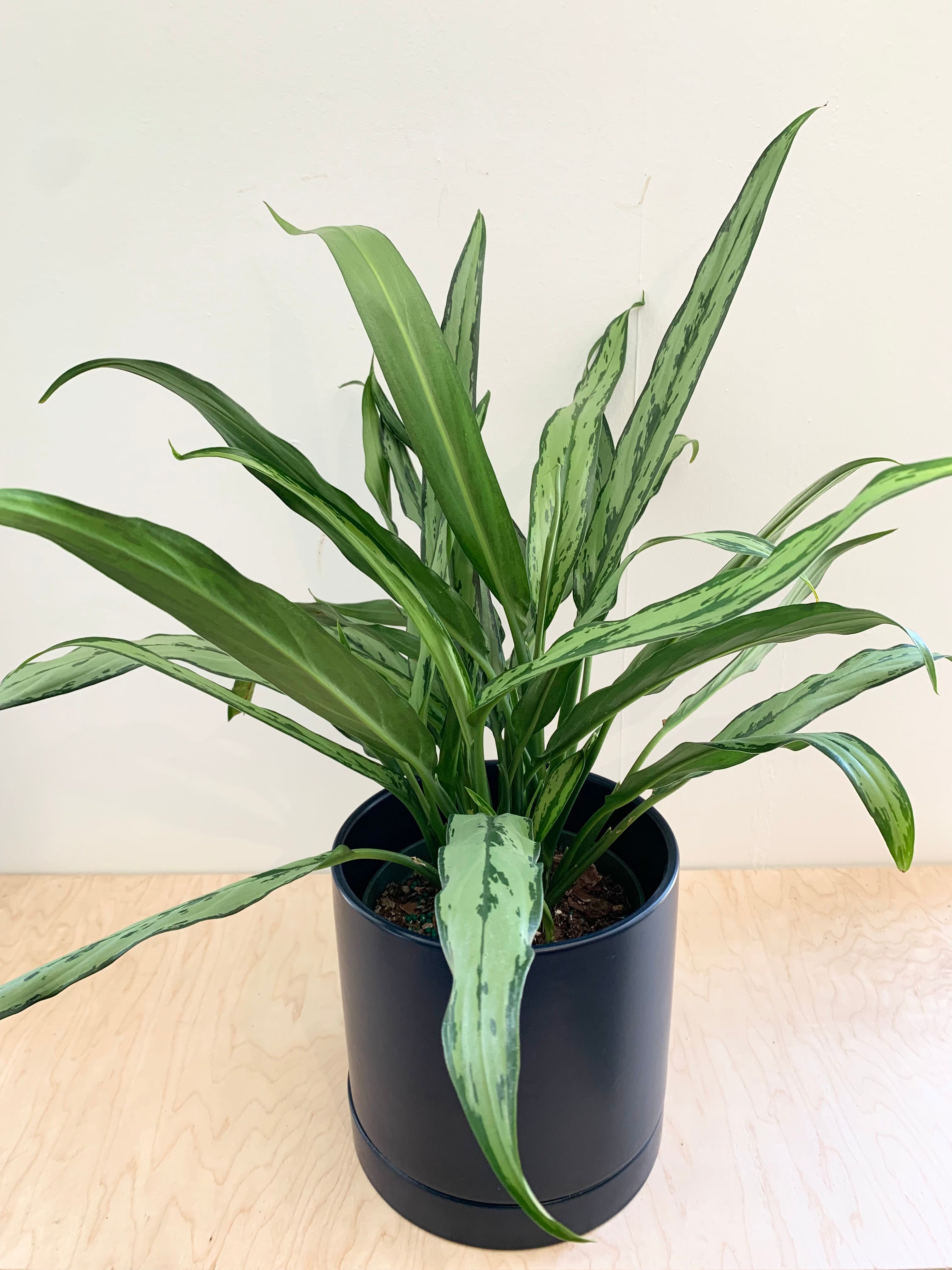 Aglaonema 'Cutlass'