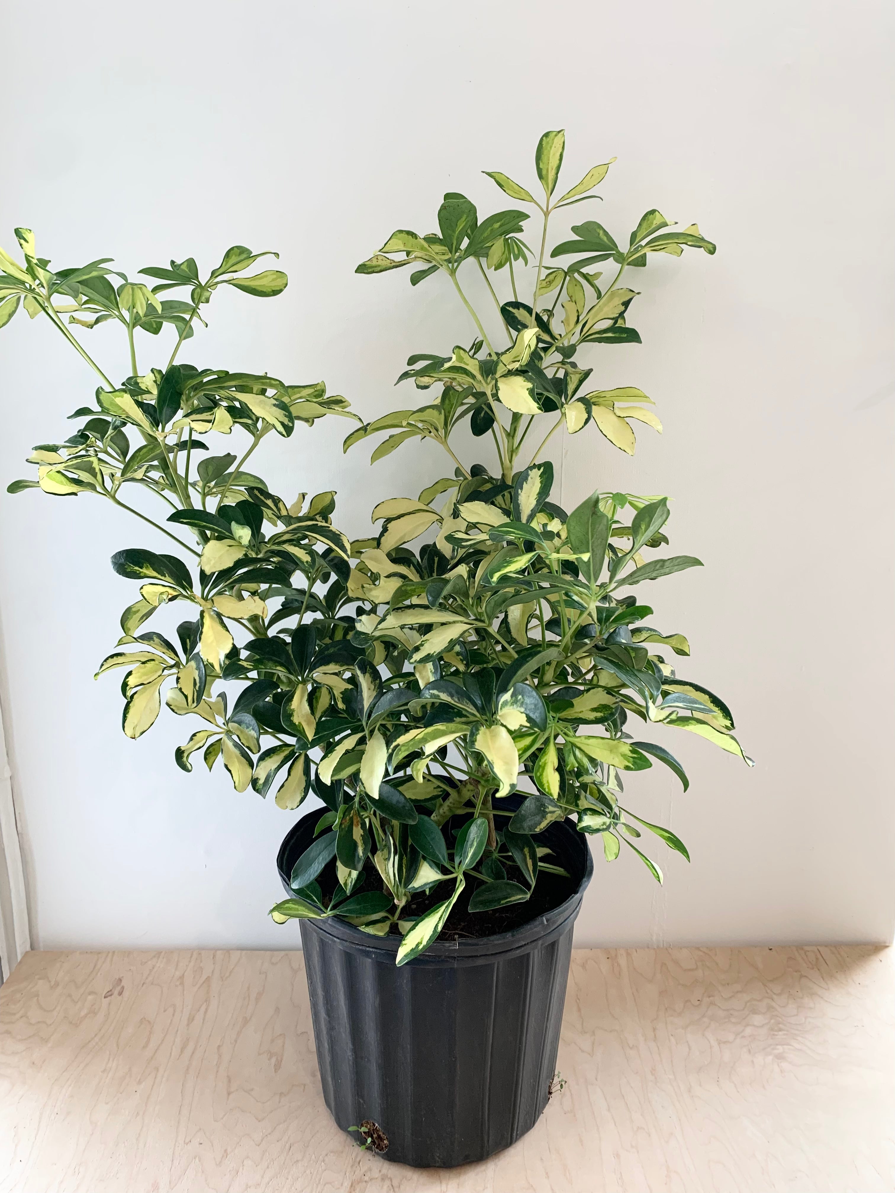 Schefflera 'Trinette'