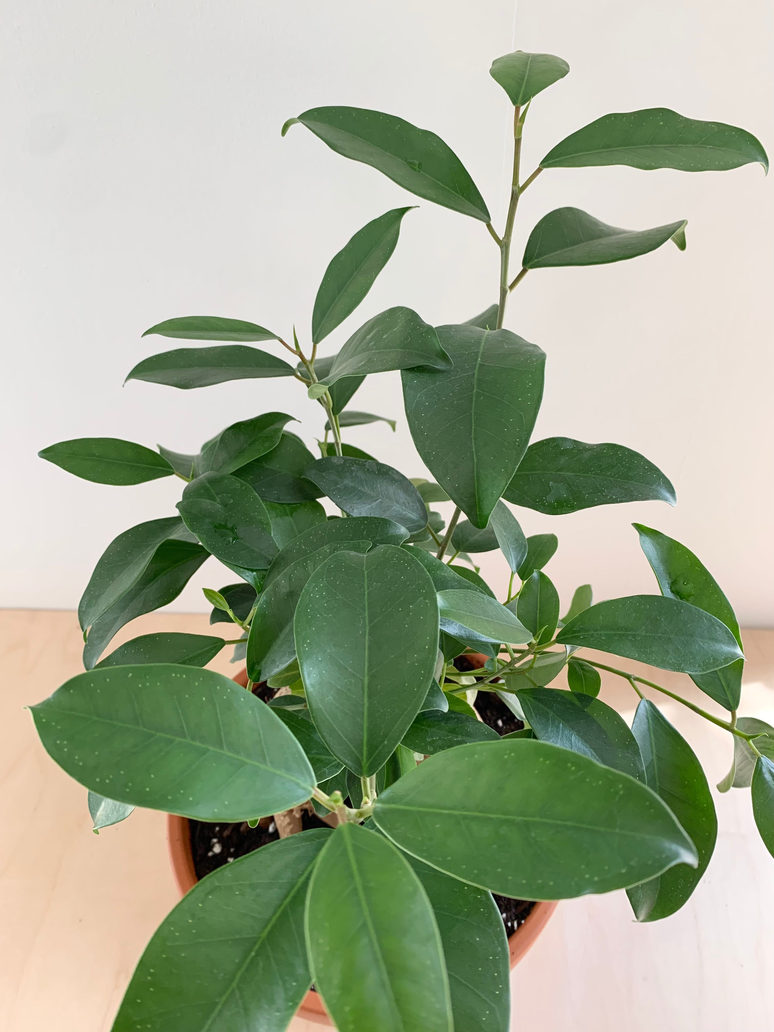 Bonsaï de ginseng