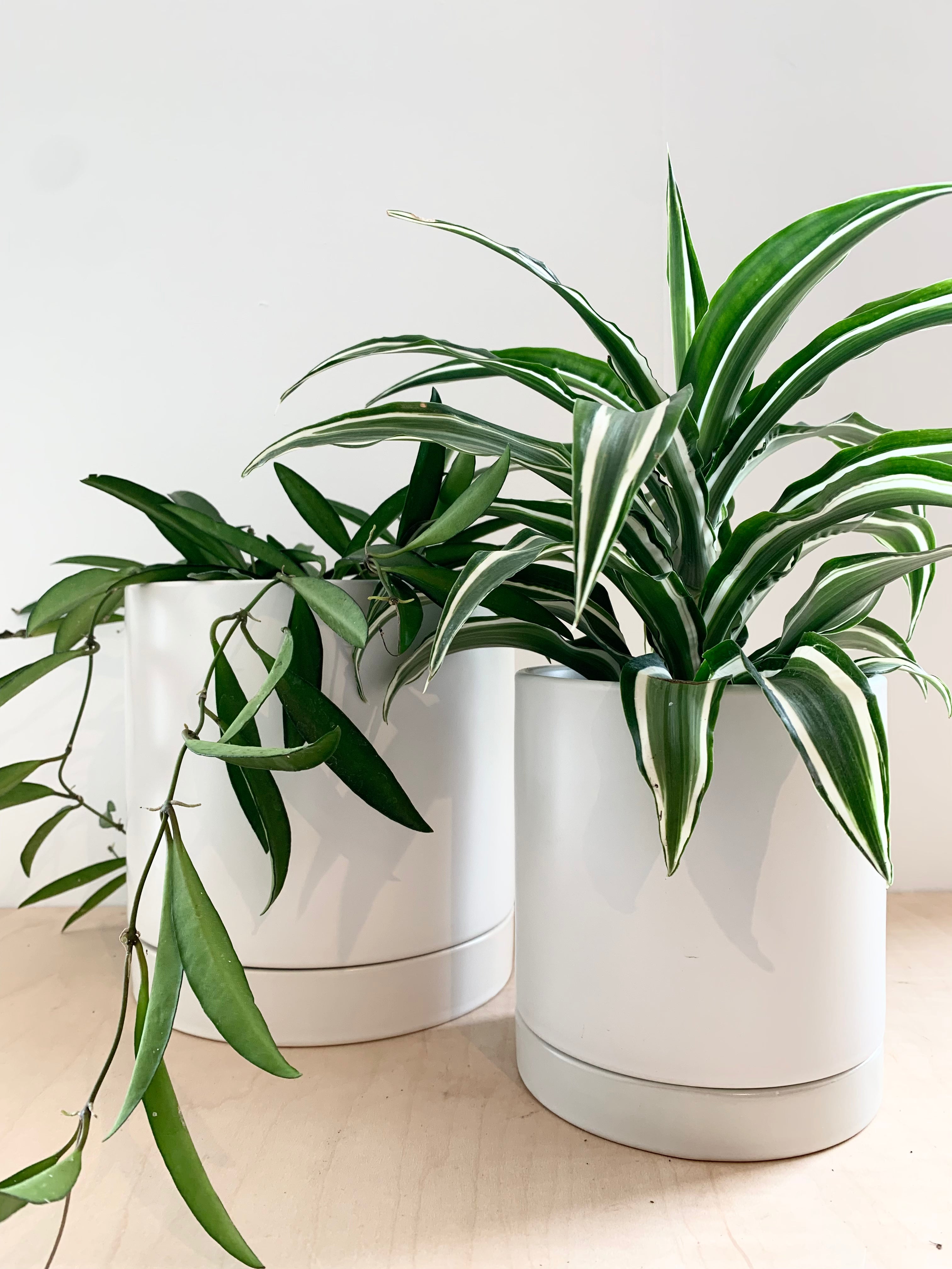 Romey Collection - White