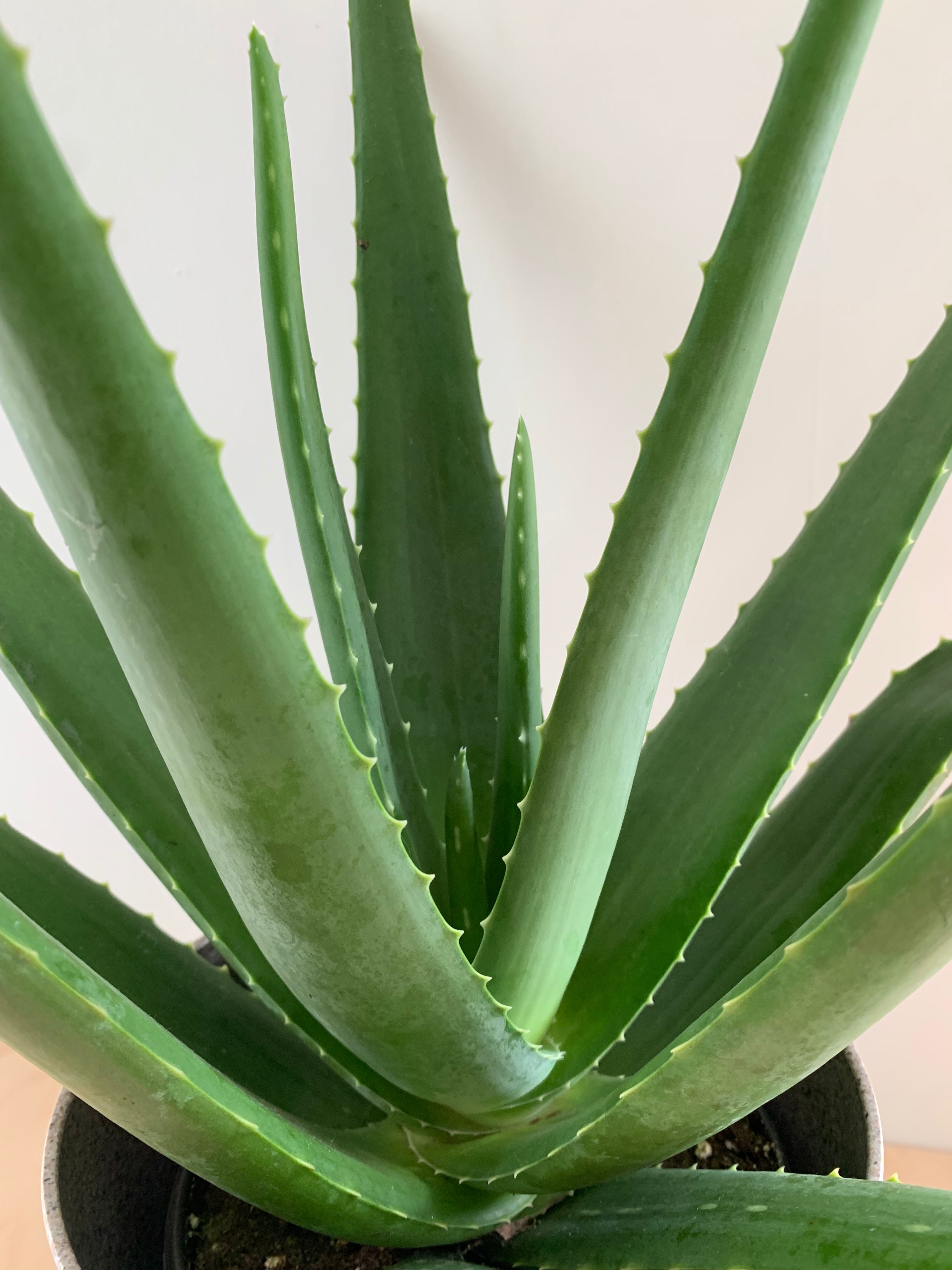 Aloe Vera, Medicine Plant