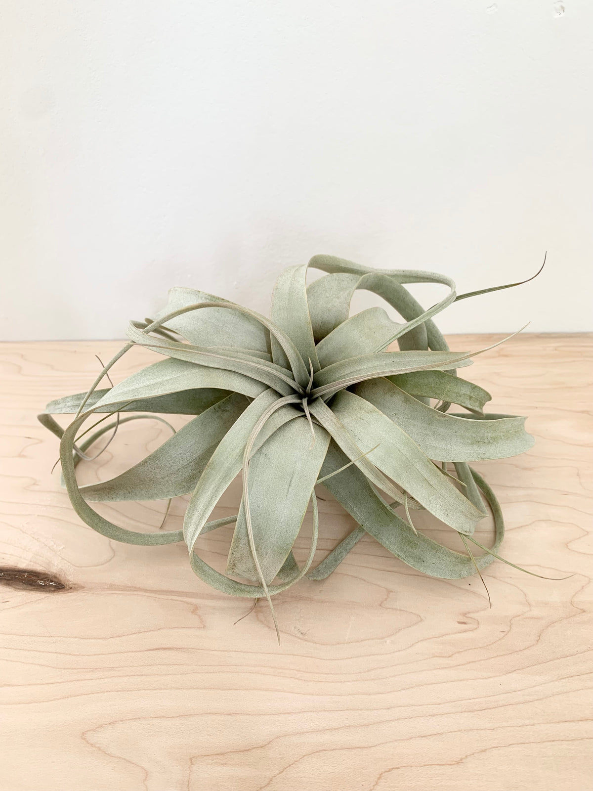 Xerographica Tillandsia