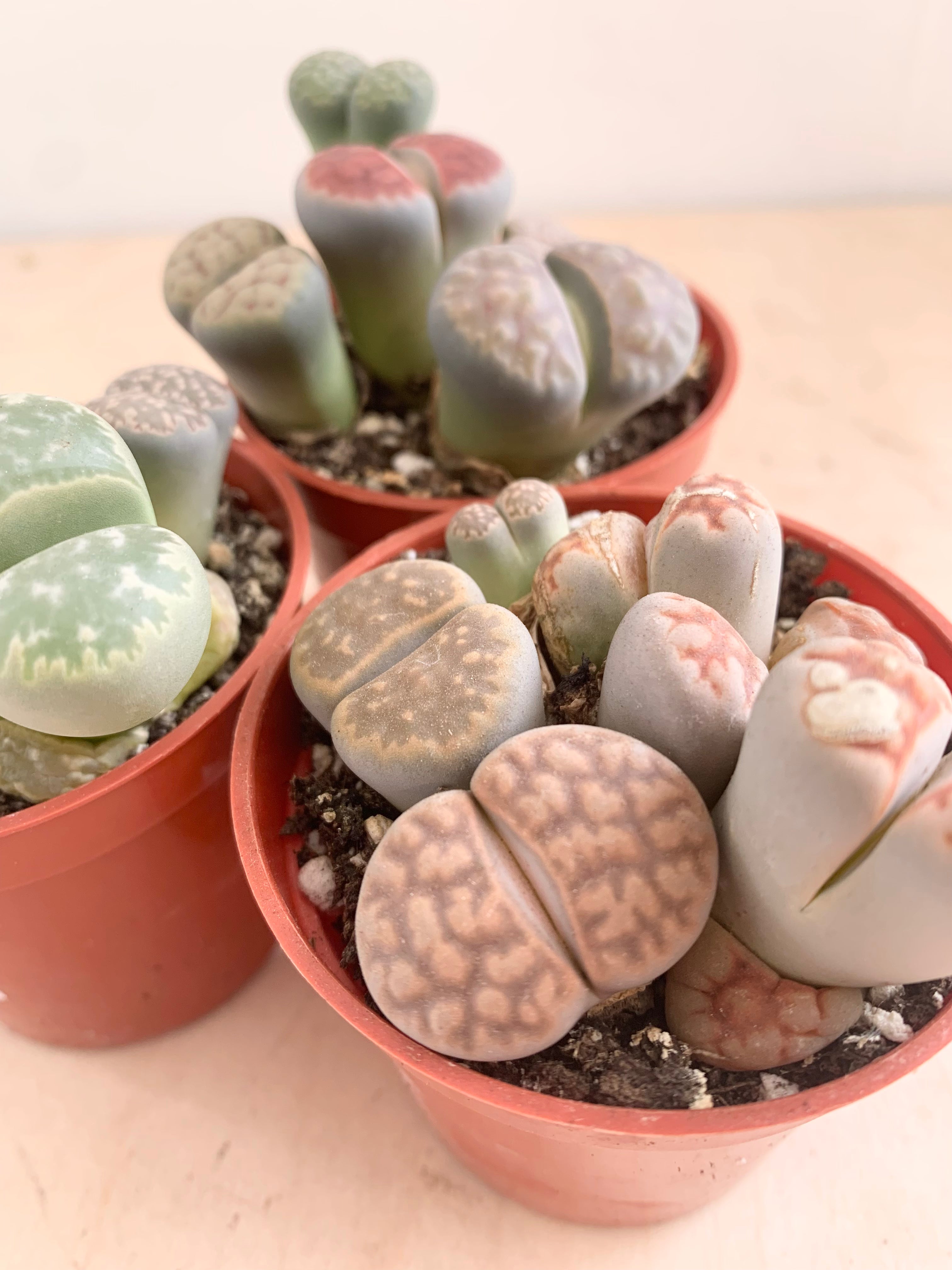 Lithops suculentas (piedras vivas)