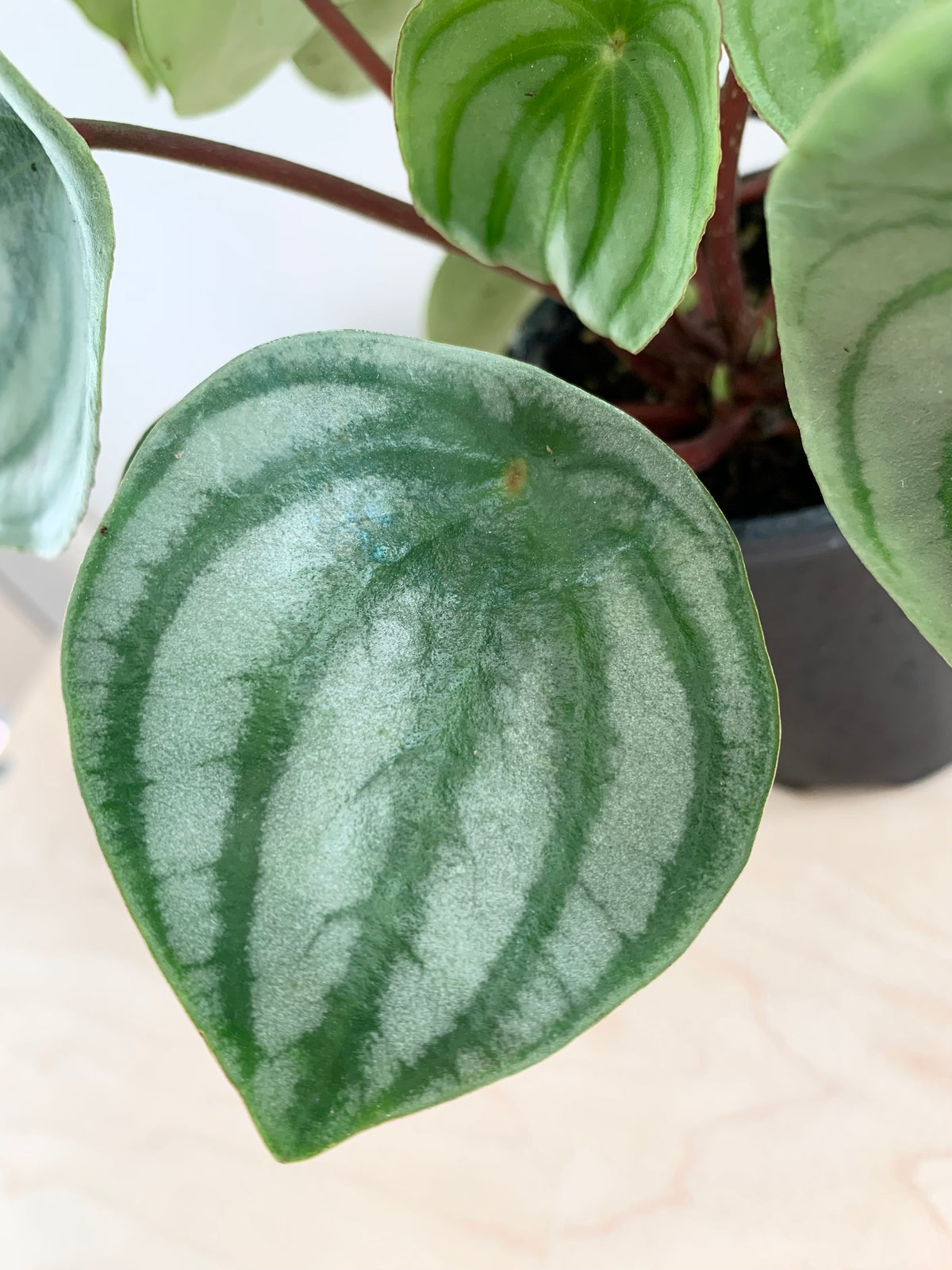 Peperomia 'Watermelon'
