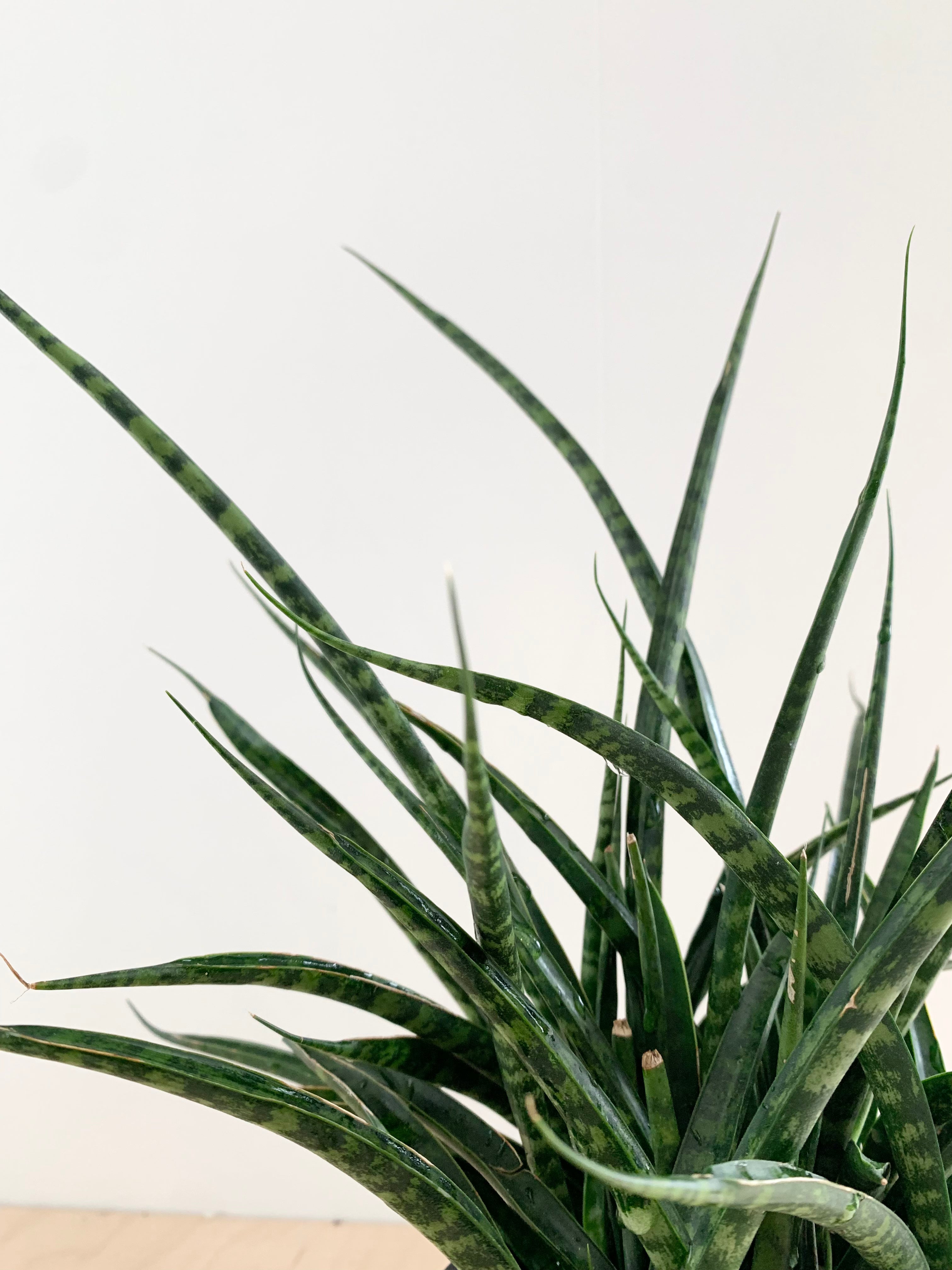 Sansevieria 'Fernwood'