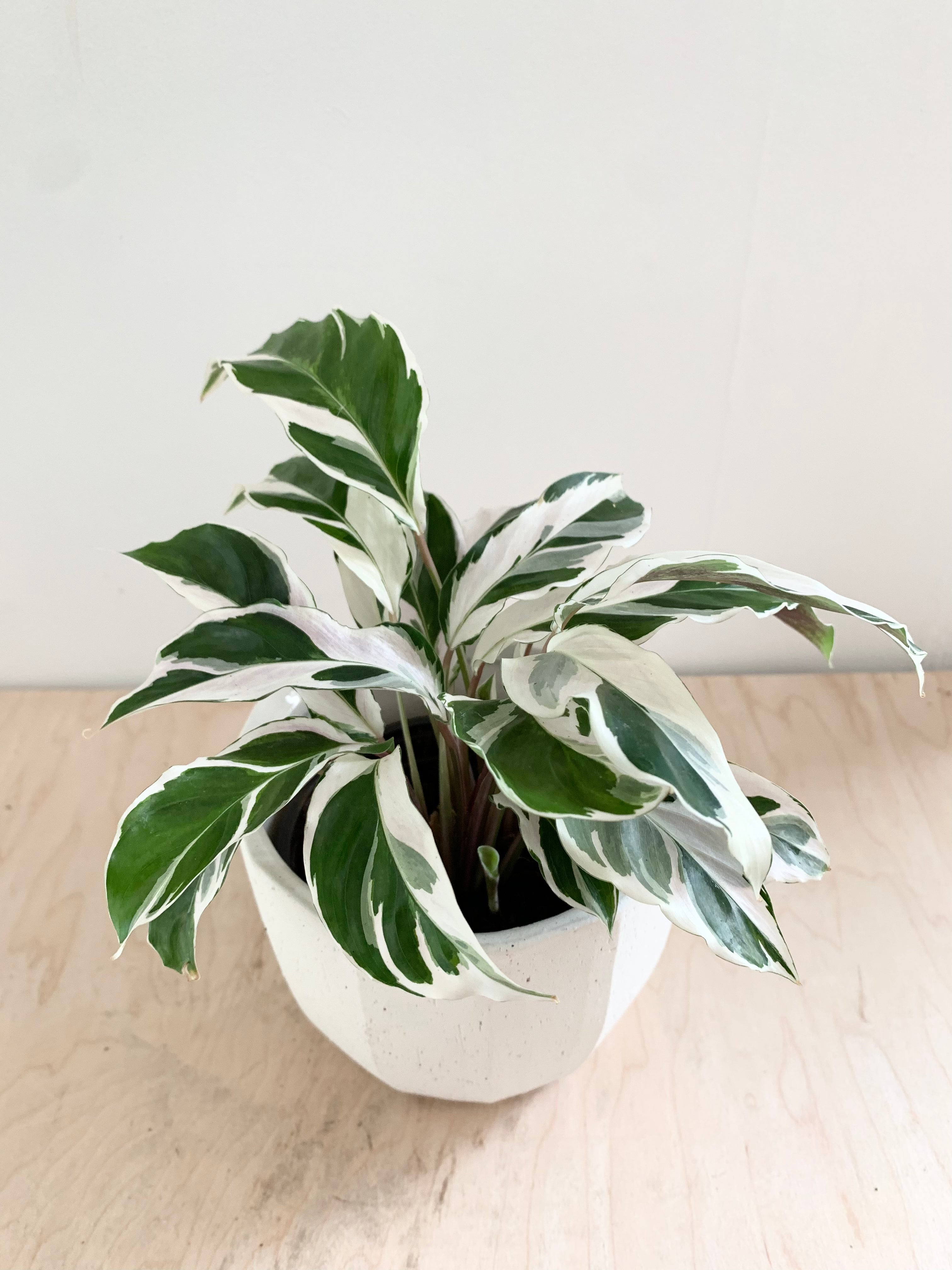 Calathea 'White Fusion'