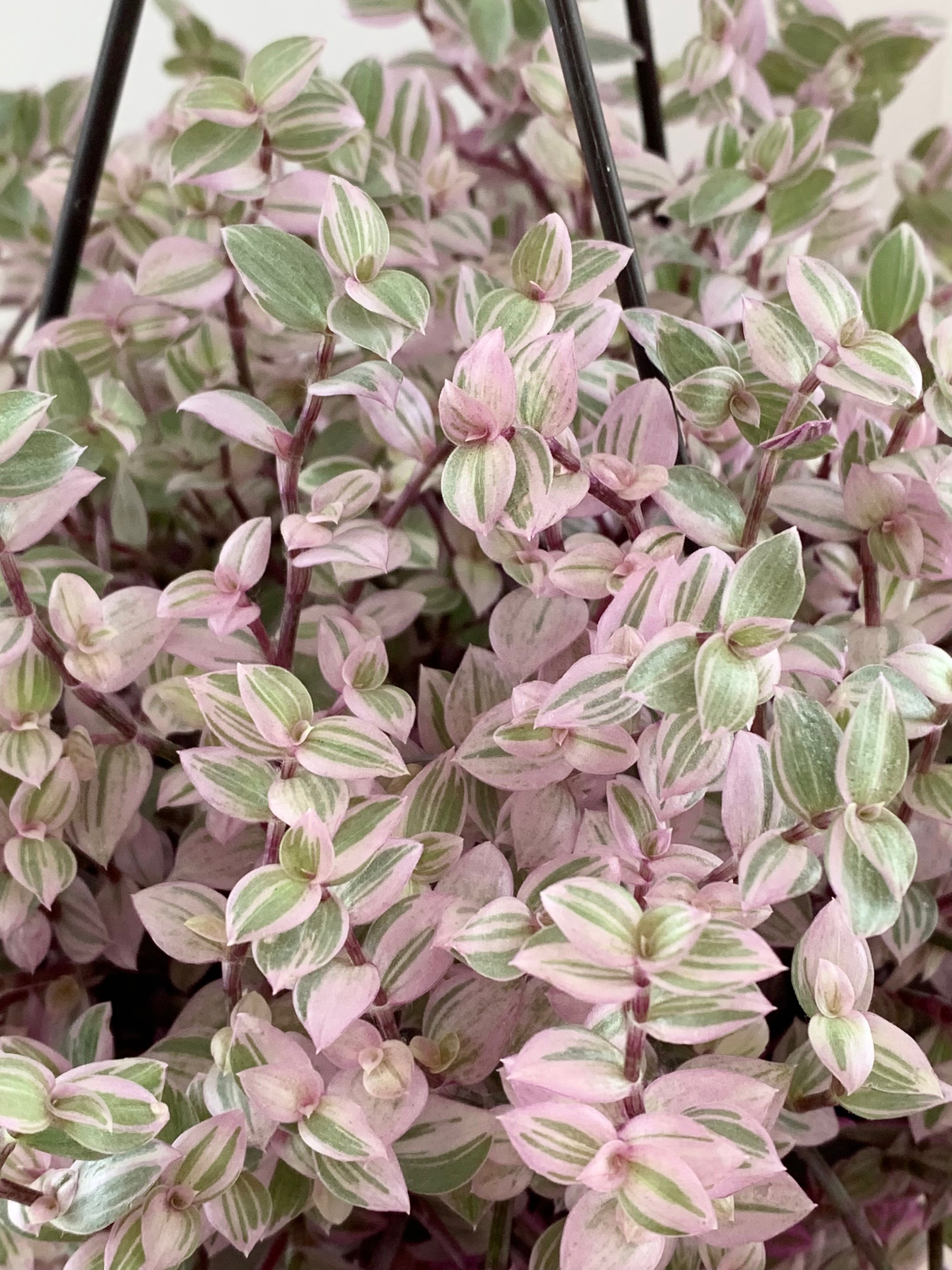 Tradescantia 'Panthère rose'