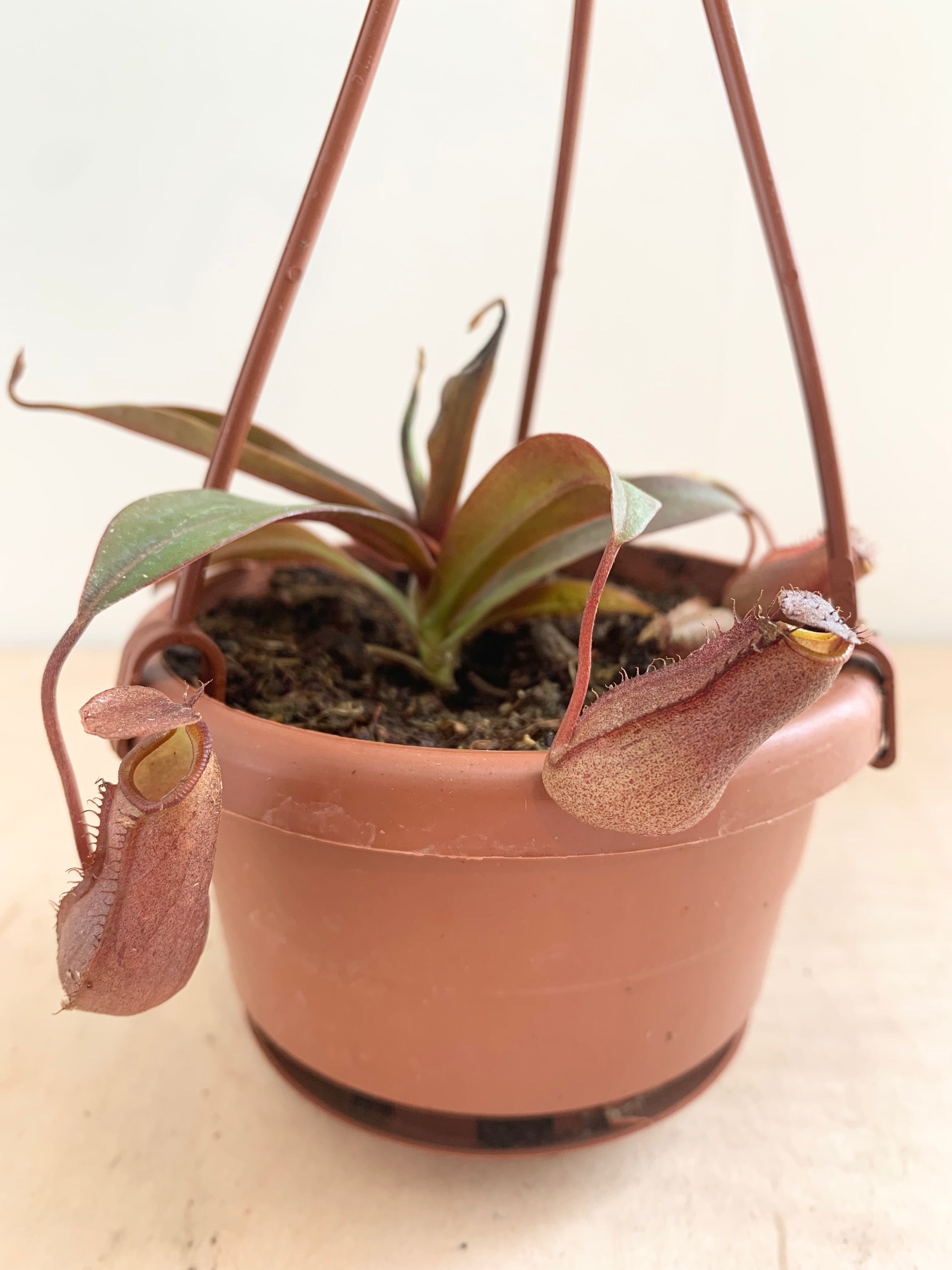 Napenthes, plante carnivore asiatique