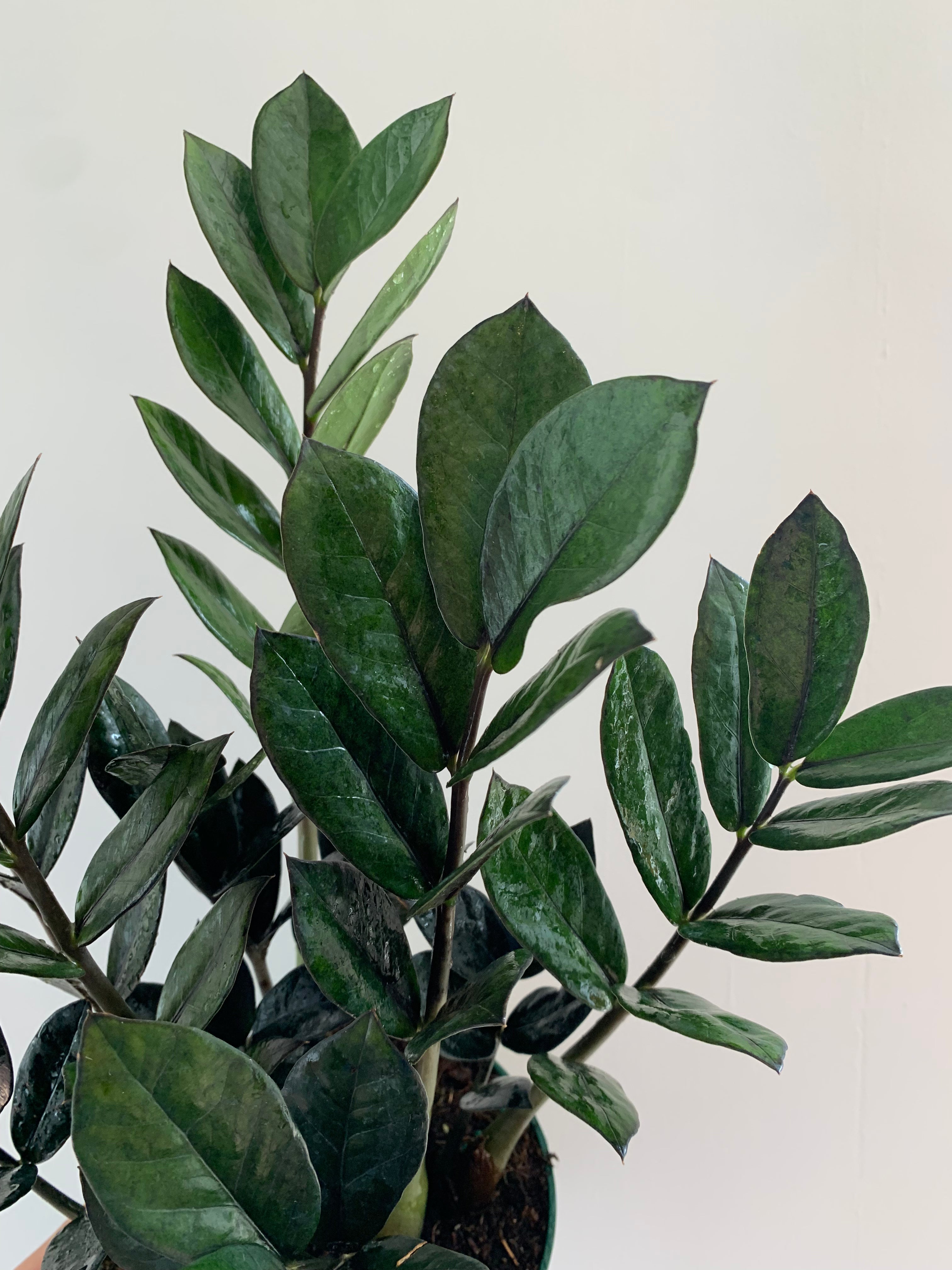 ZZ Plant 'Supernova'