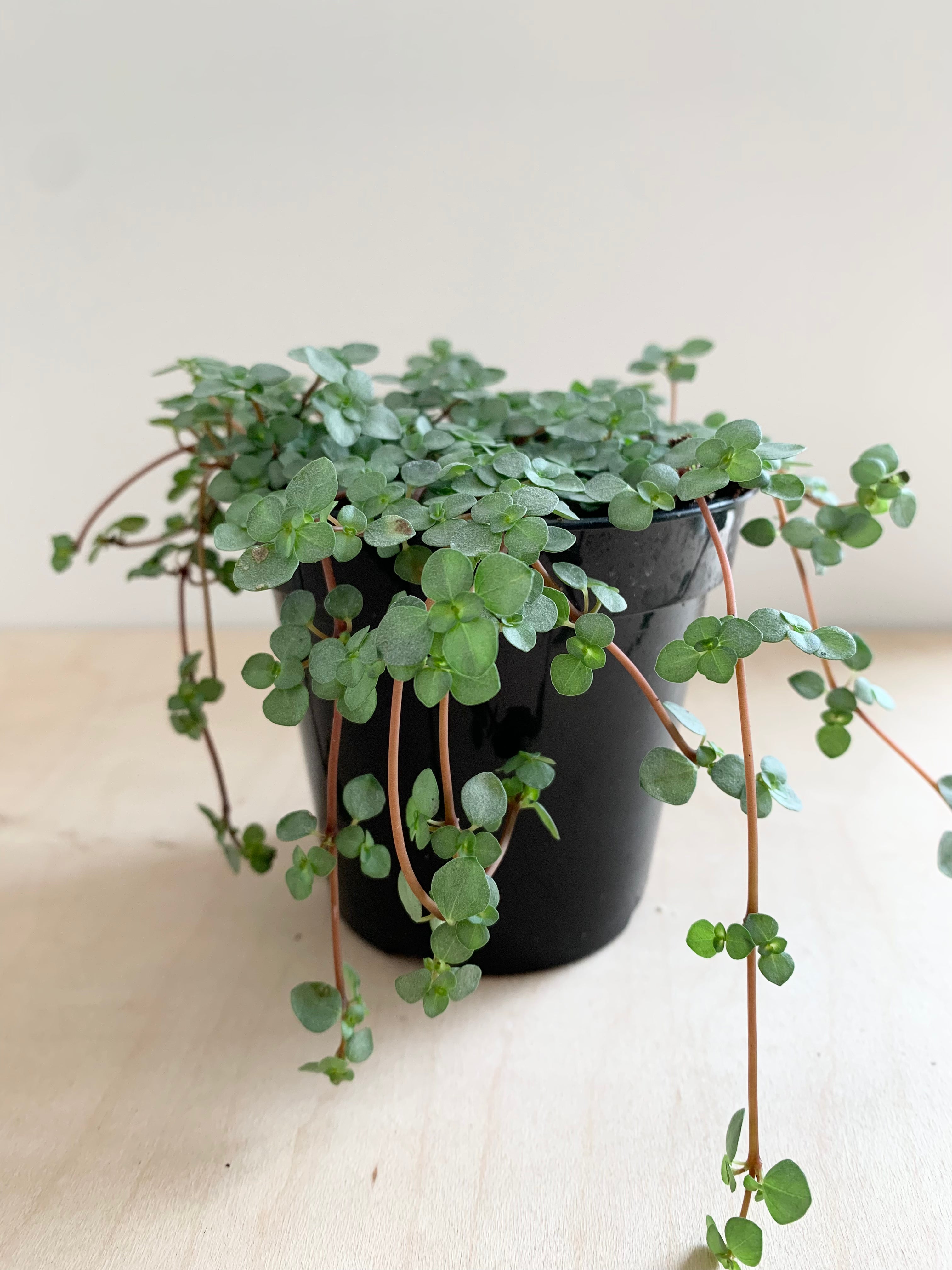 Pilea 'Glauca'