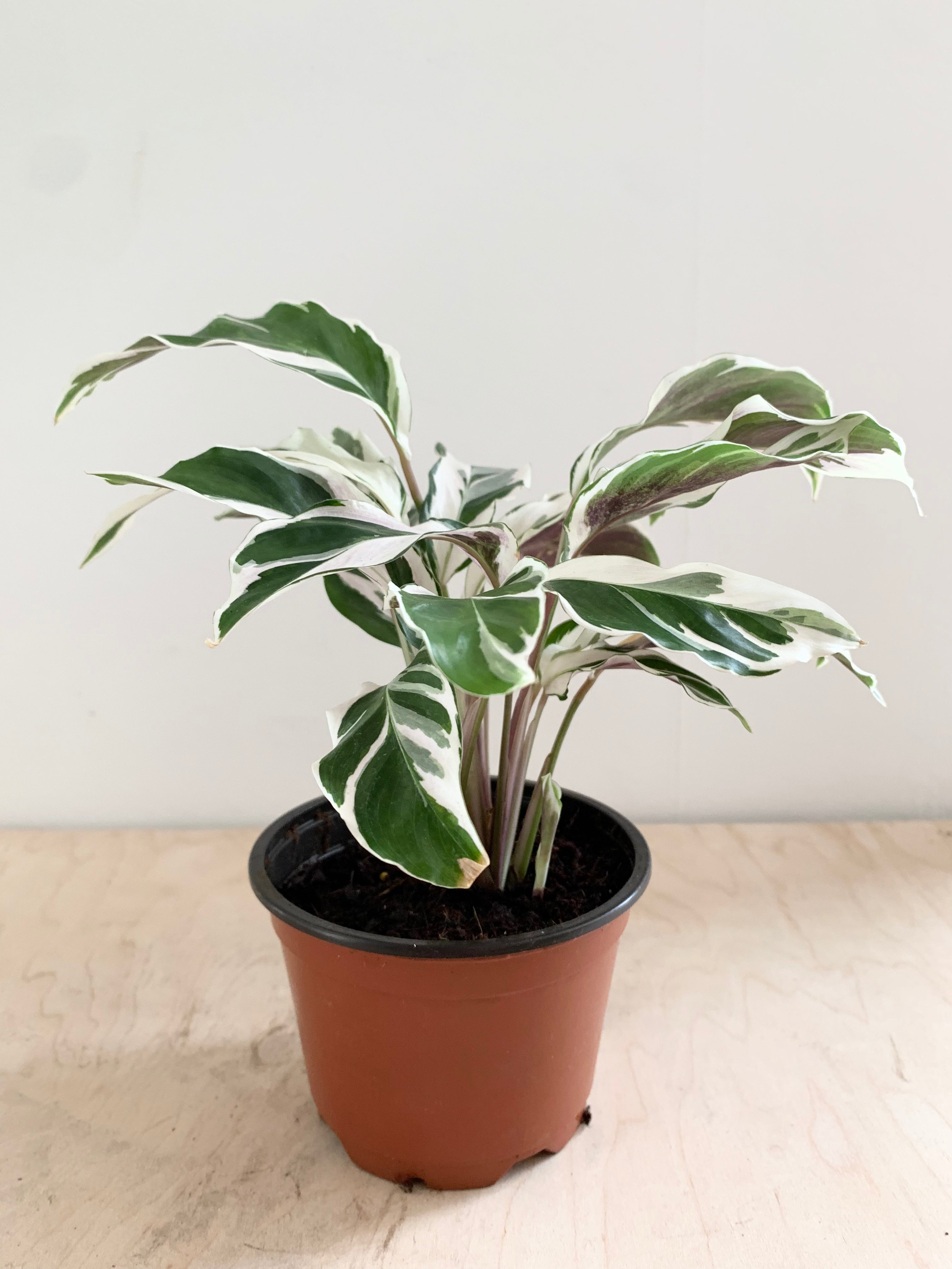 Calathea 'White Fusion'