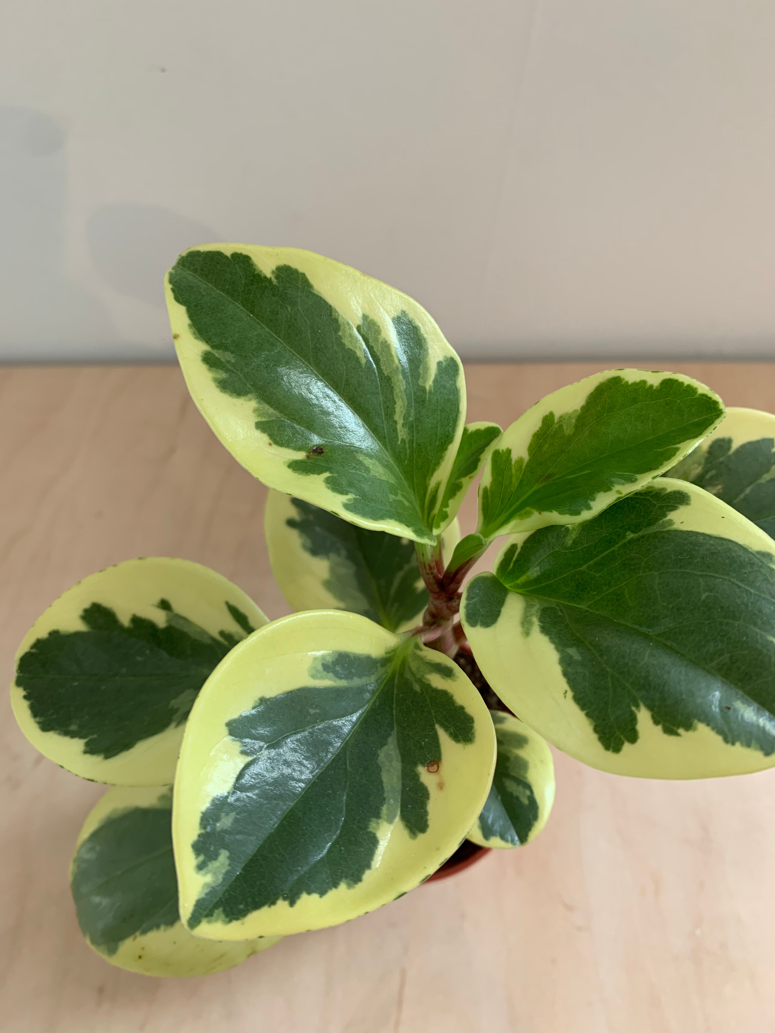 Peperomia 'Obtusifolia abigarrada'