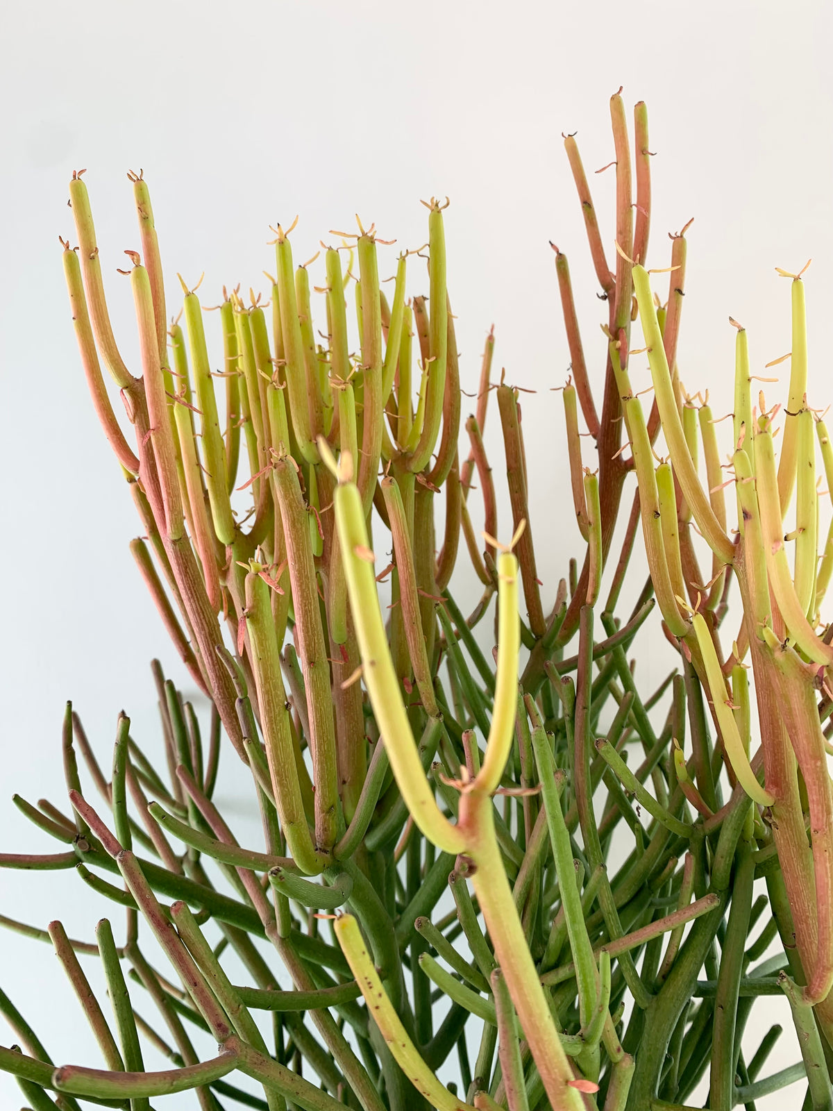 Pencil Cactus