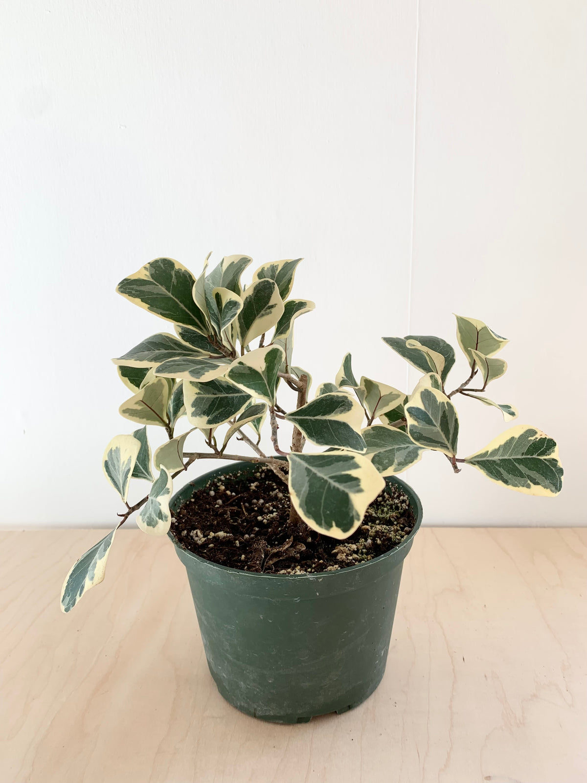 Ficus 'Triangularis'