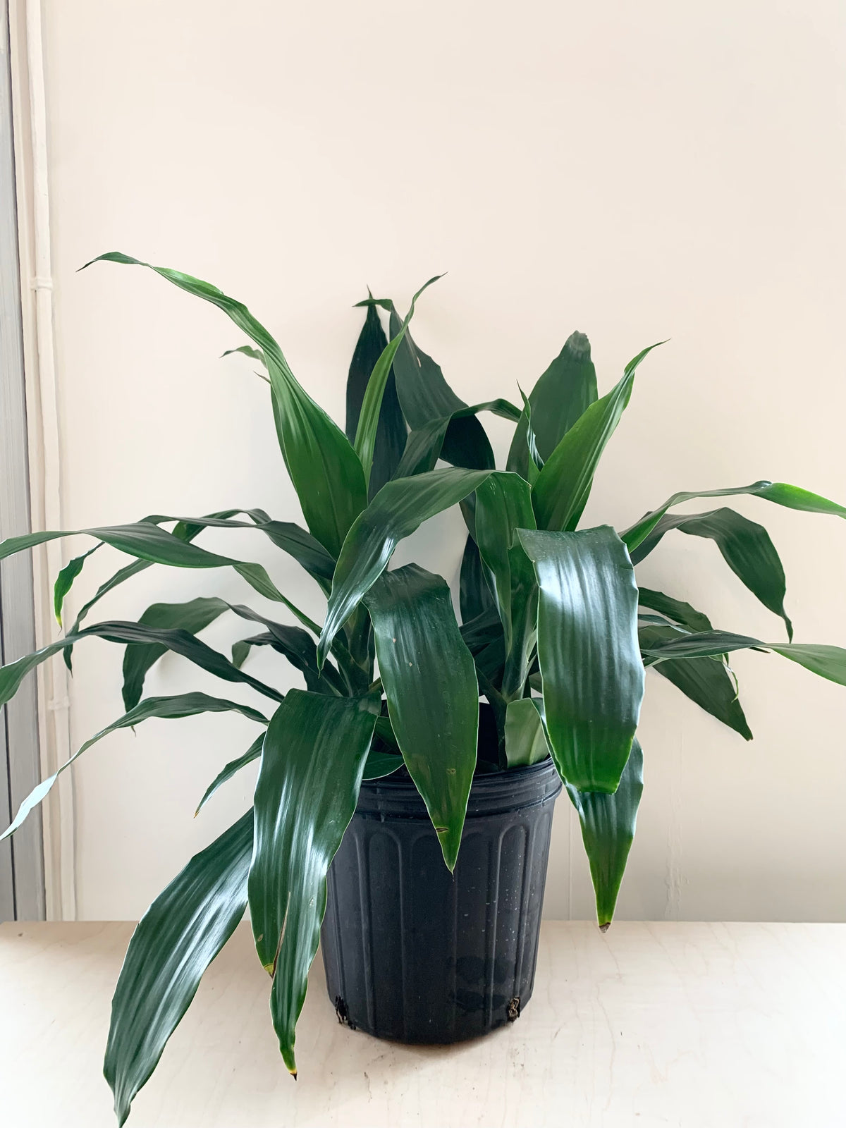 Dracaena 'Janet Craig'