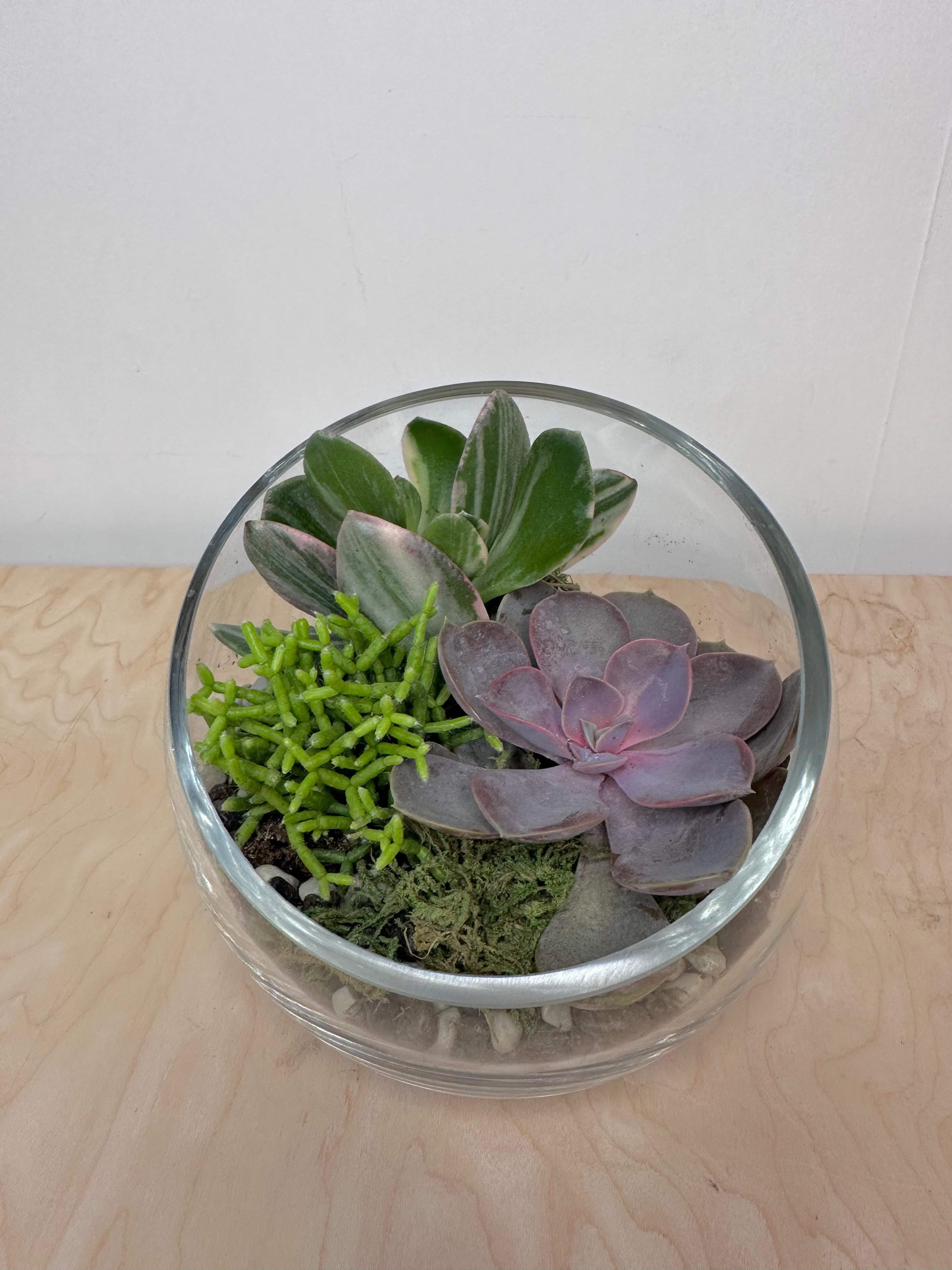 Arrangement de plantes succulentes dans un vase incliné