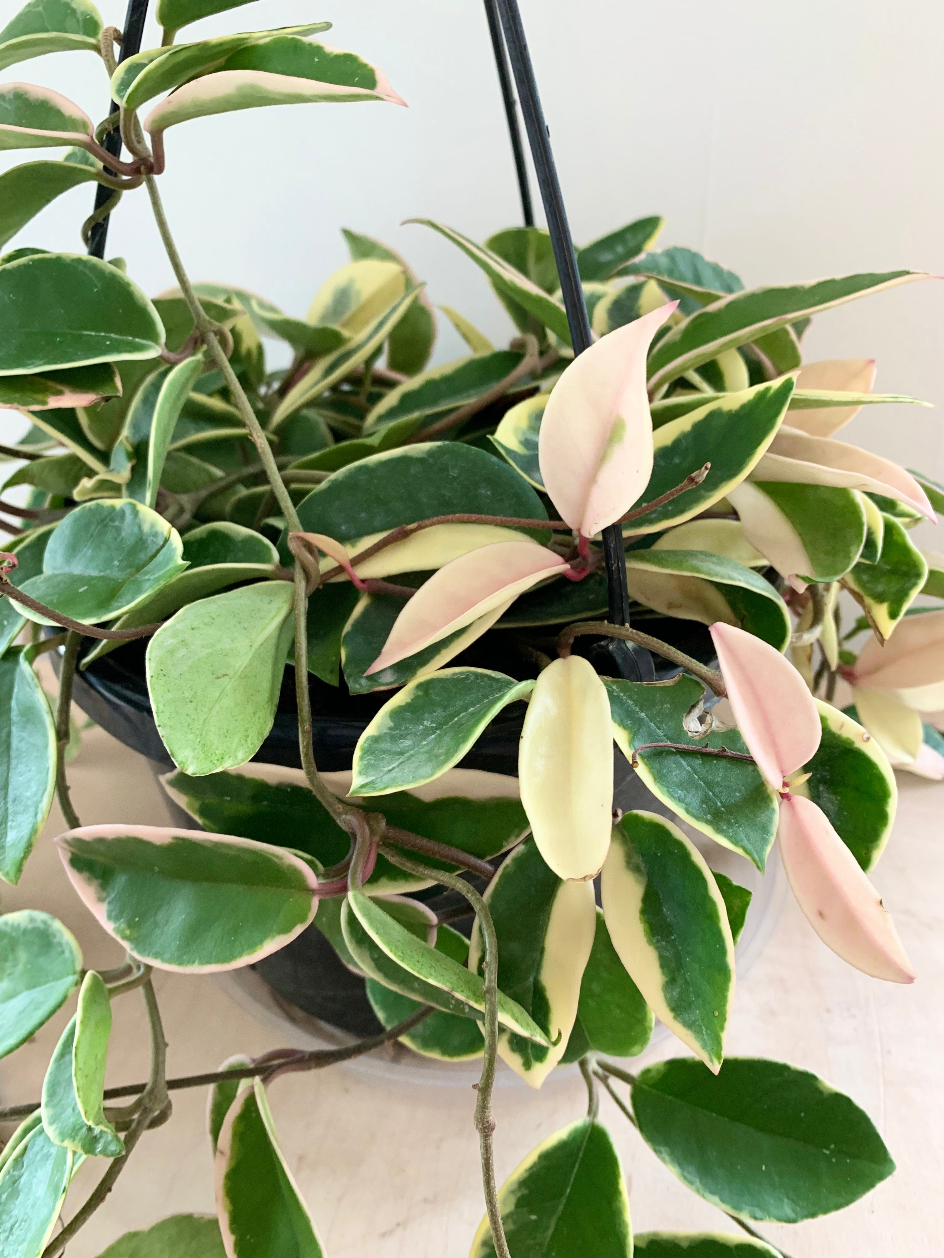 Hoya 'Krimson Queen'