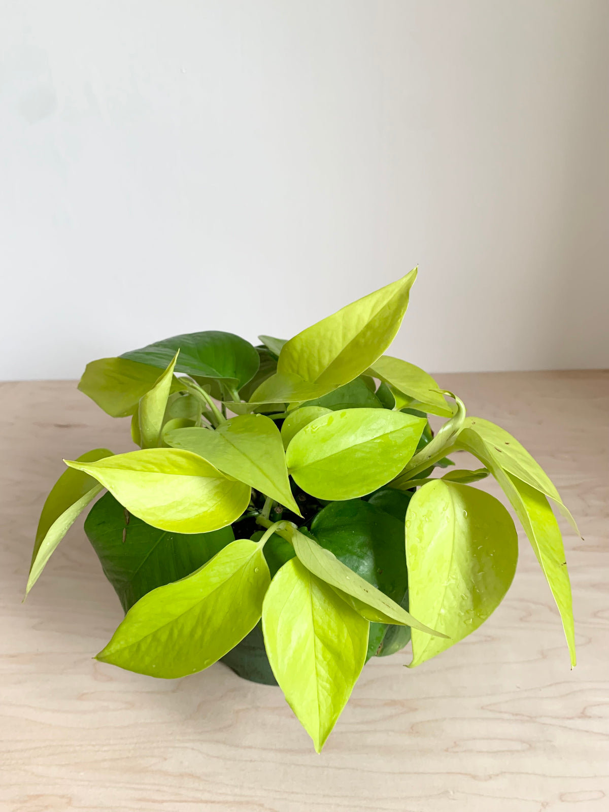 Pothos 'Neon'