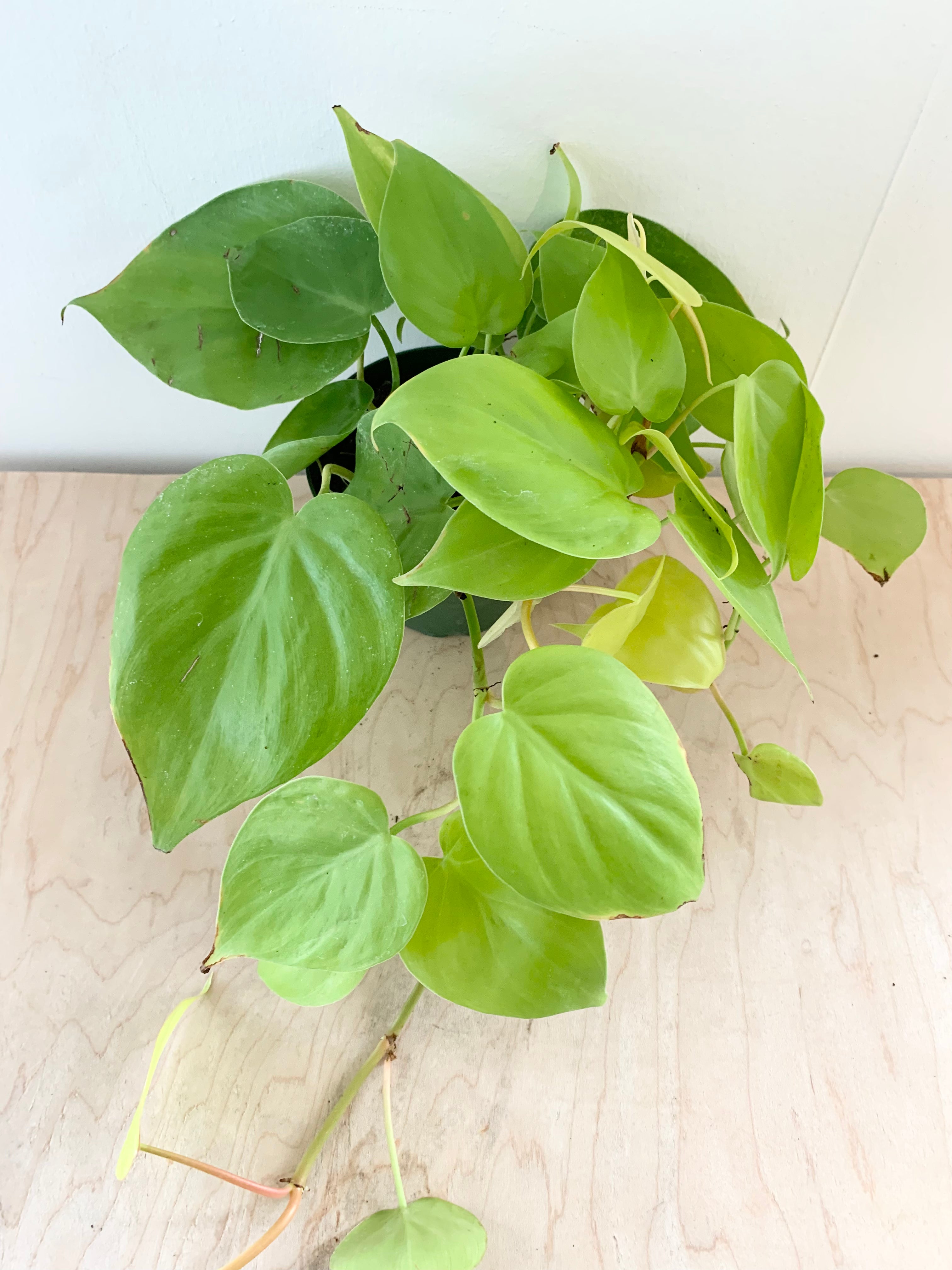 Philodendron 'Cordatum Lemon Lime'