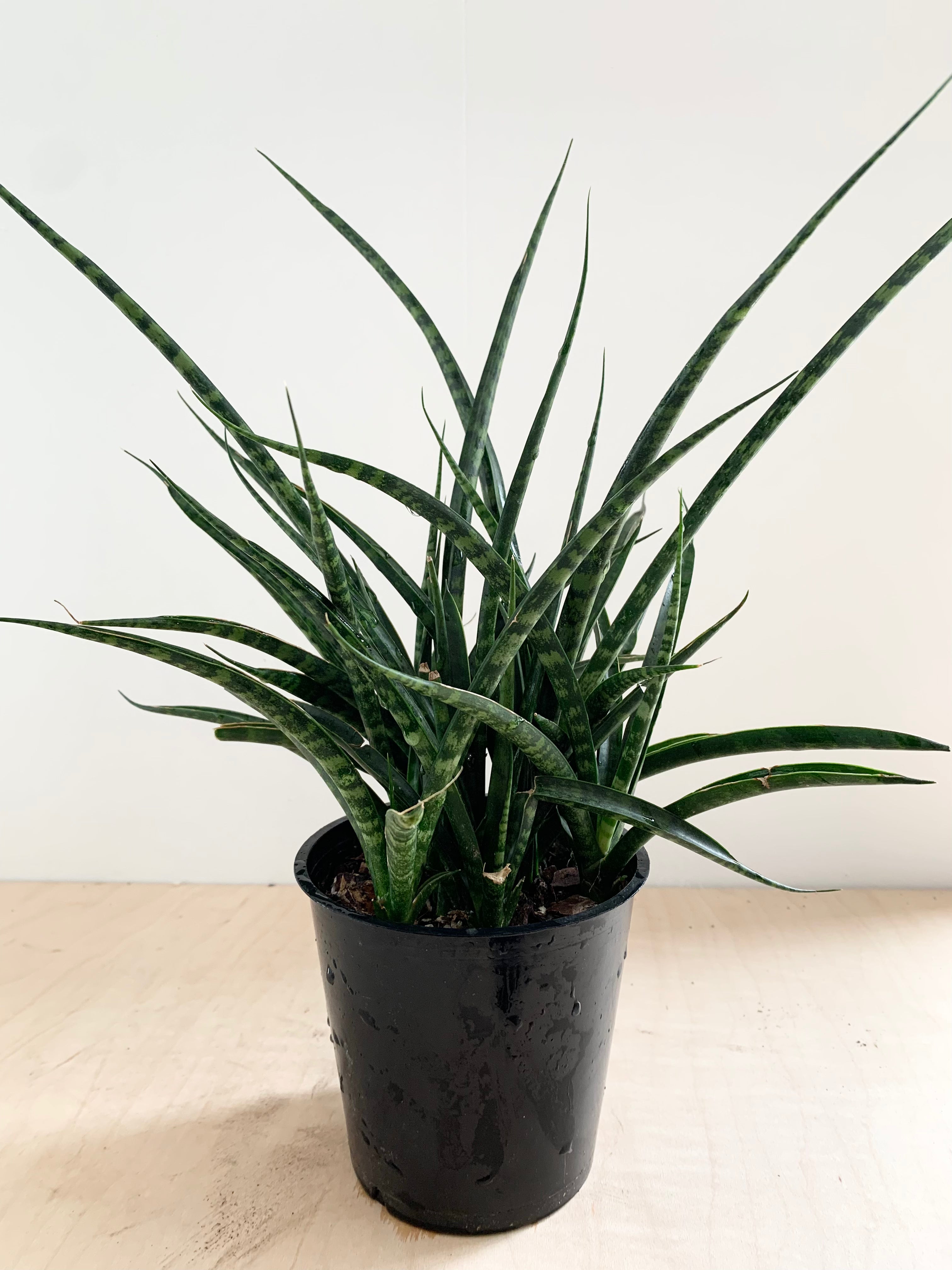 Sansevieria 'Fernwood'