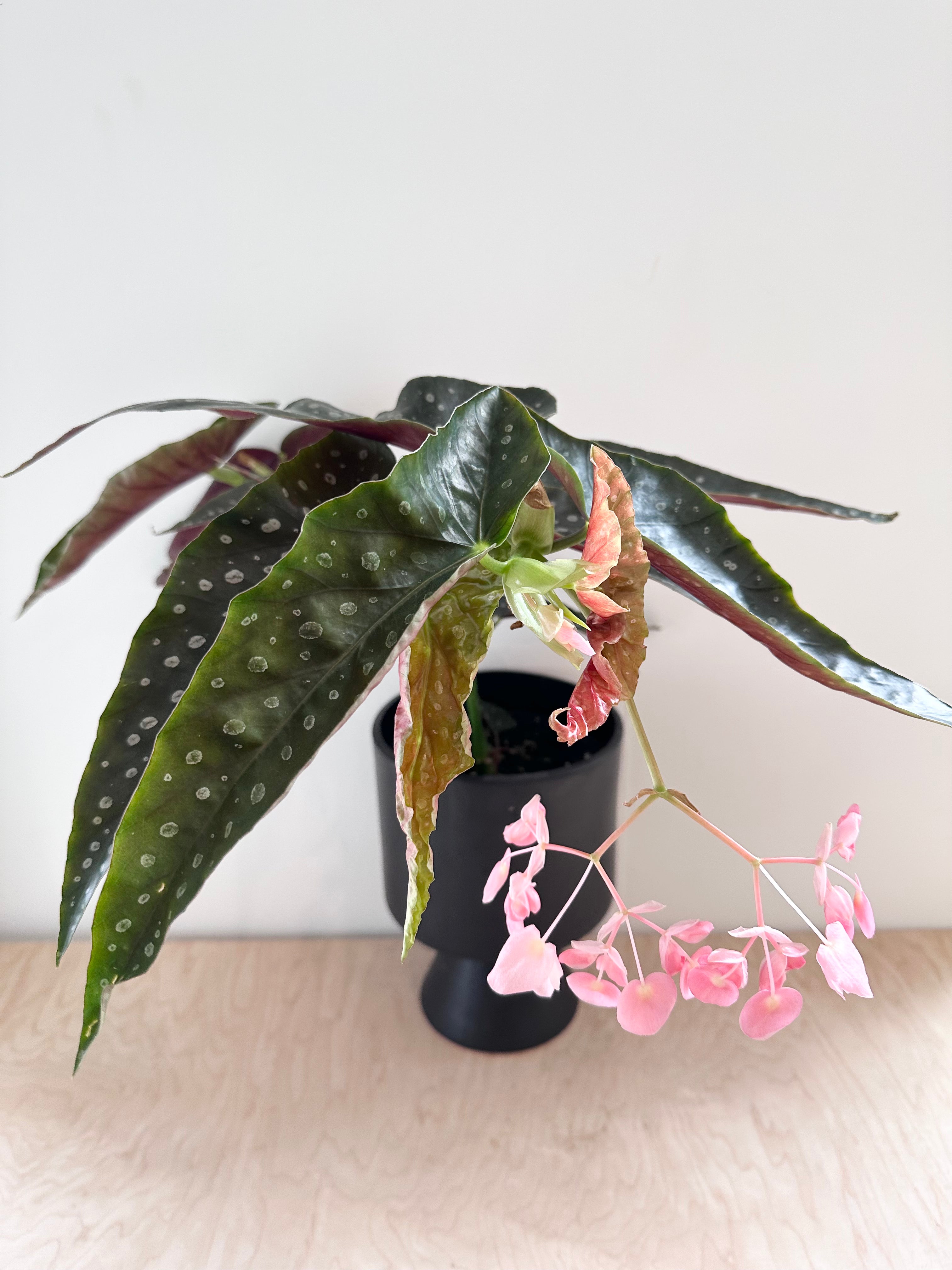 Begonia maculata