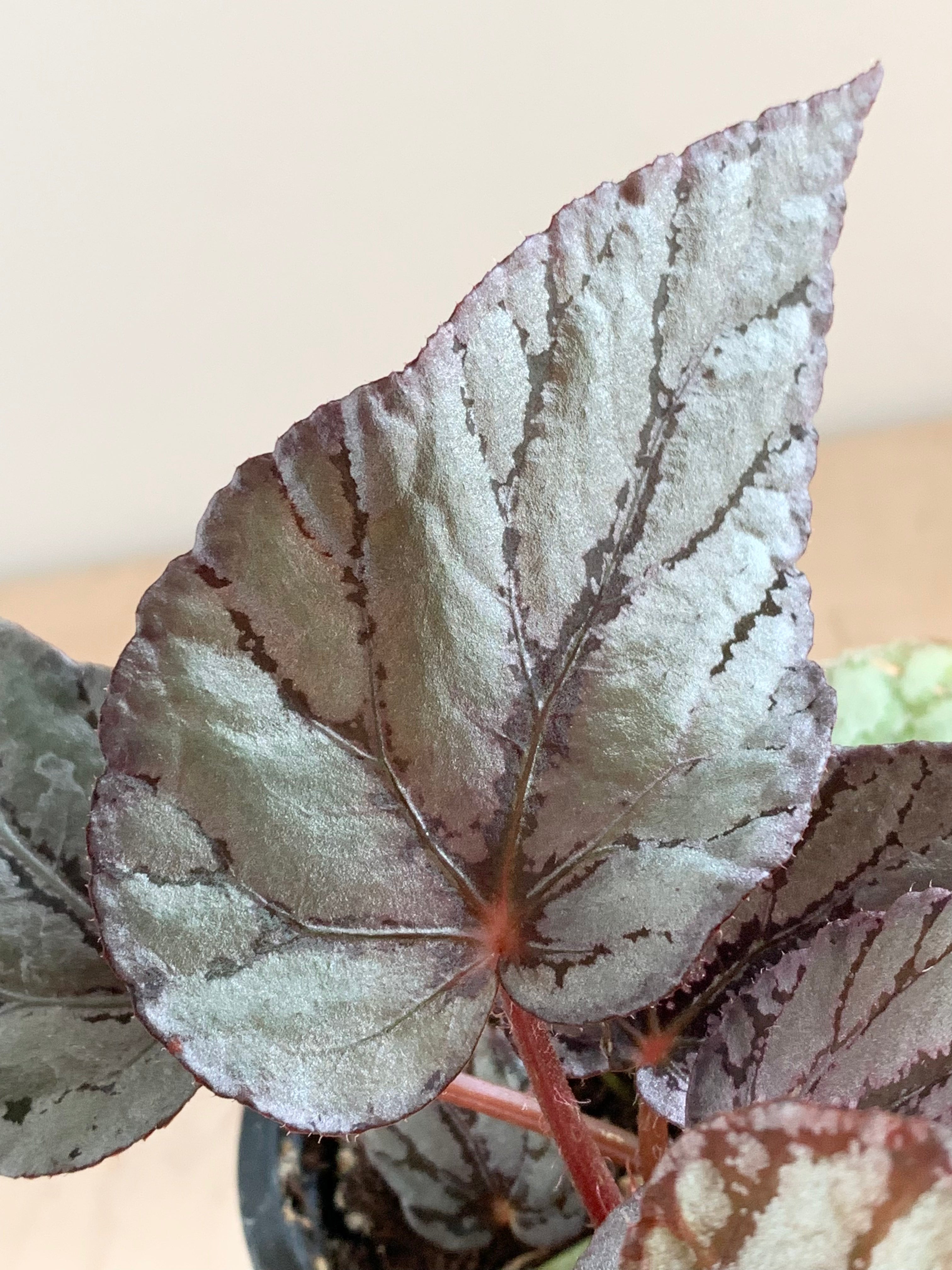 Bégonia Rex 'Silver'
