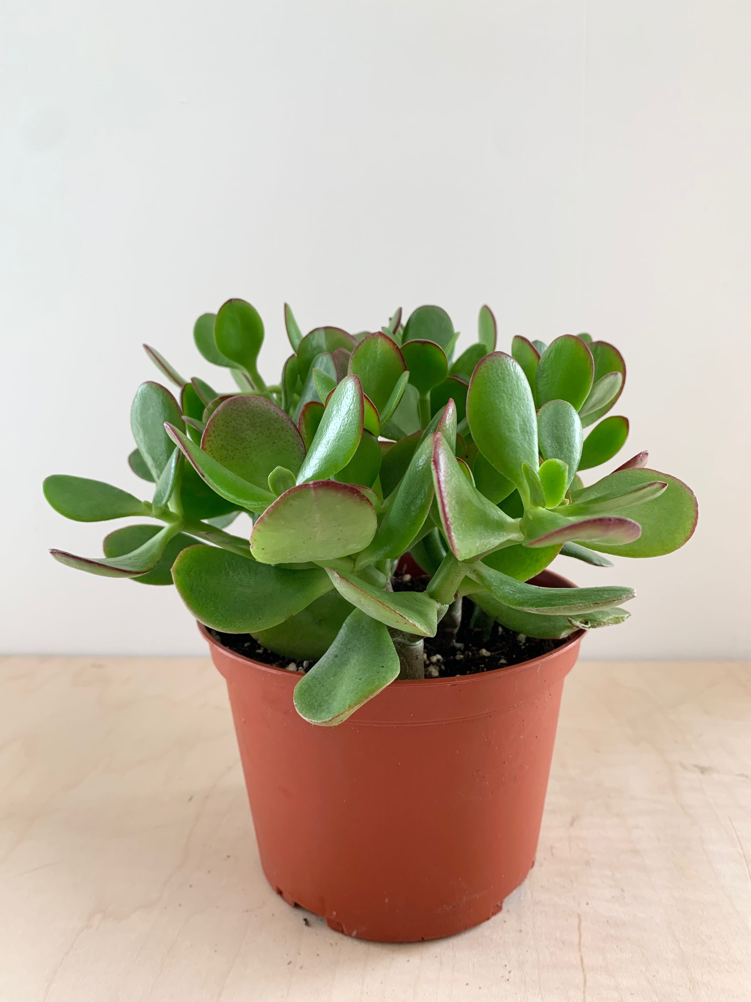 Jade, Assorted