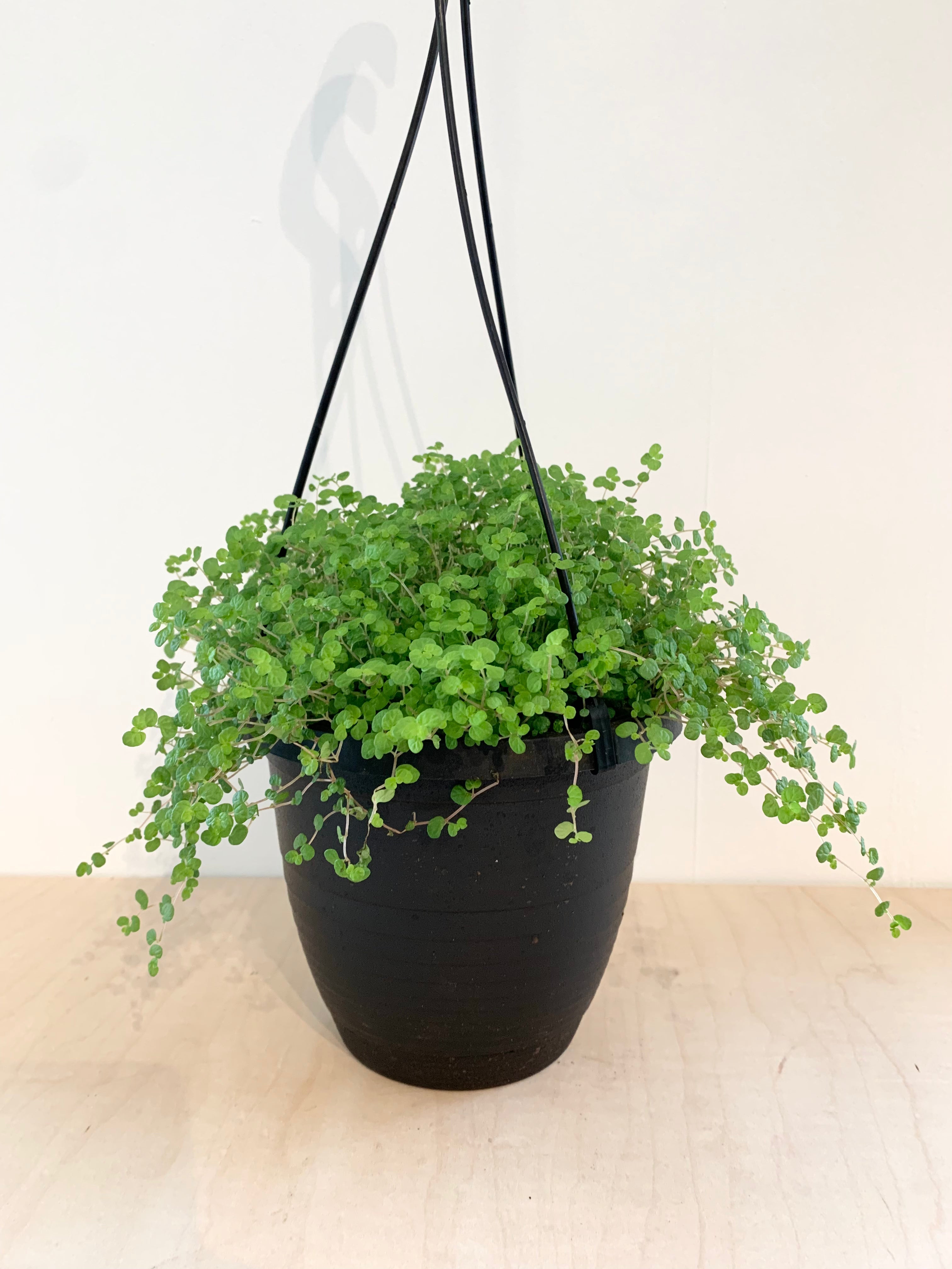Soleirolia Soleirolii (Lágrimas de bebé)