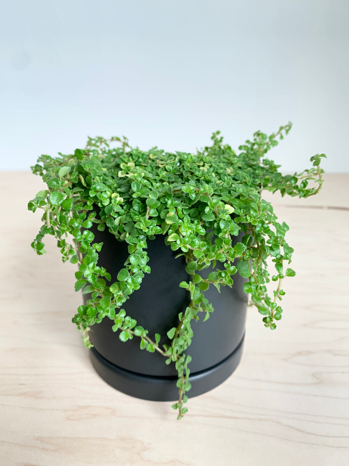 Soleirolia Soleirolii (Lágrimas de bebé)