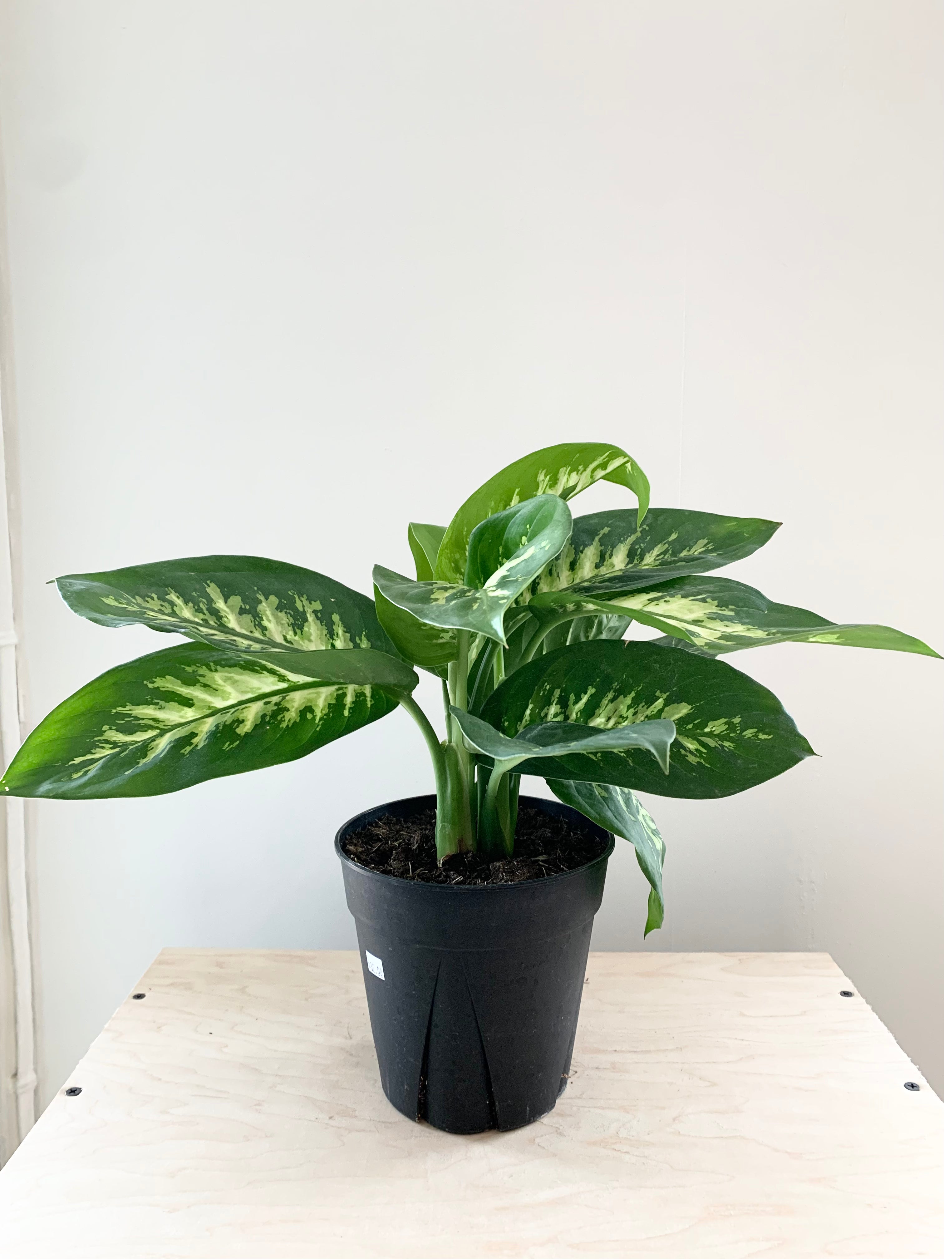 Dieffenbachia 'Tropic Snow'
