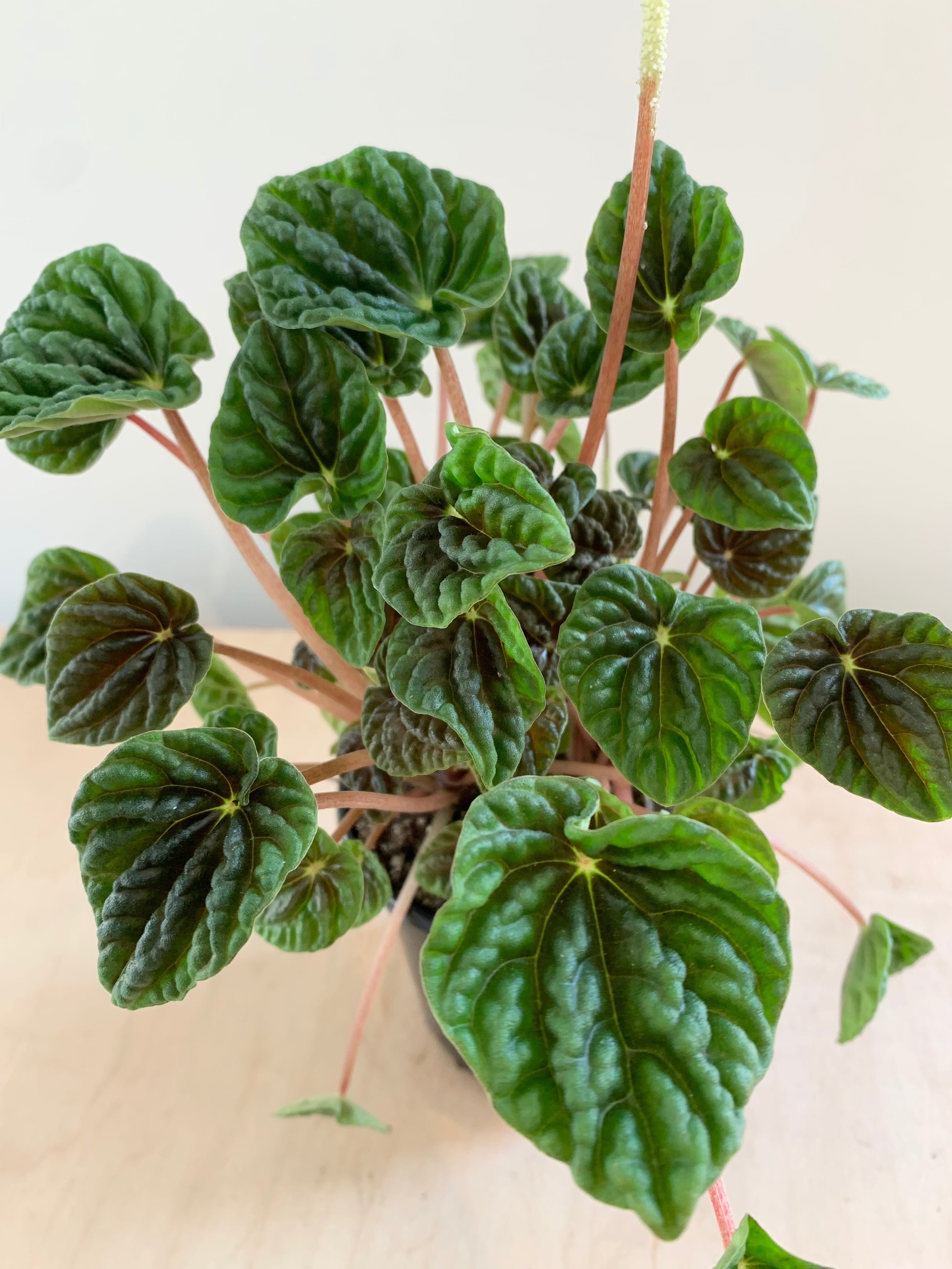 Péperomia 'Caperata Green'