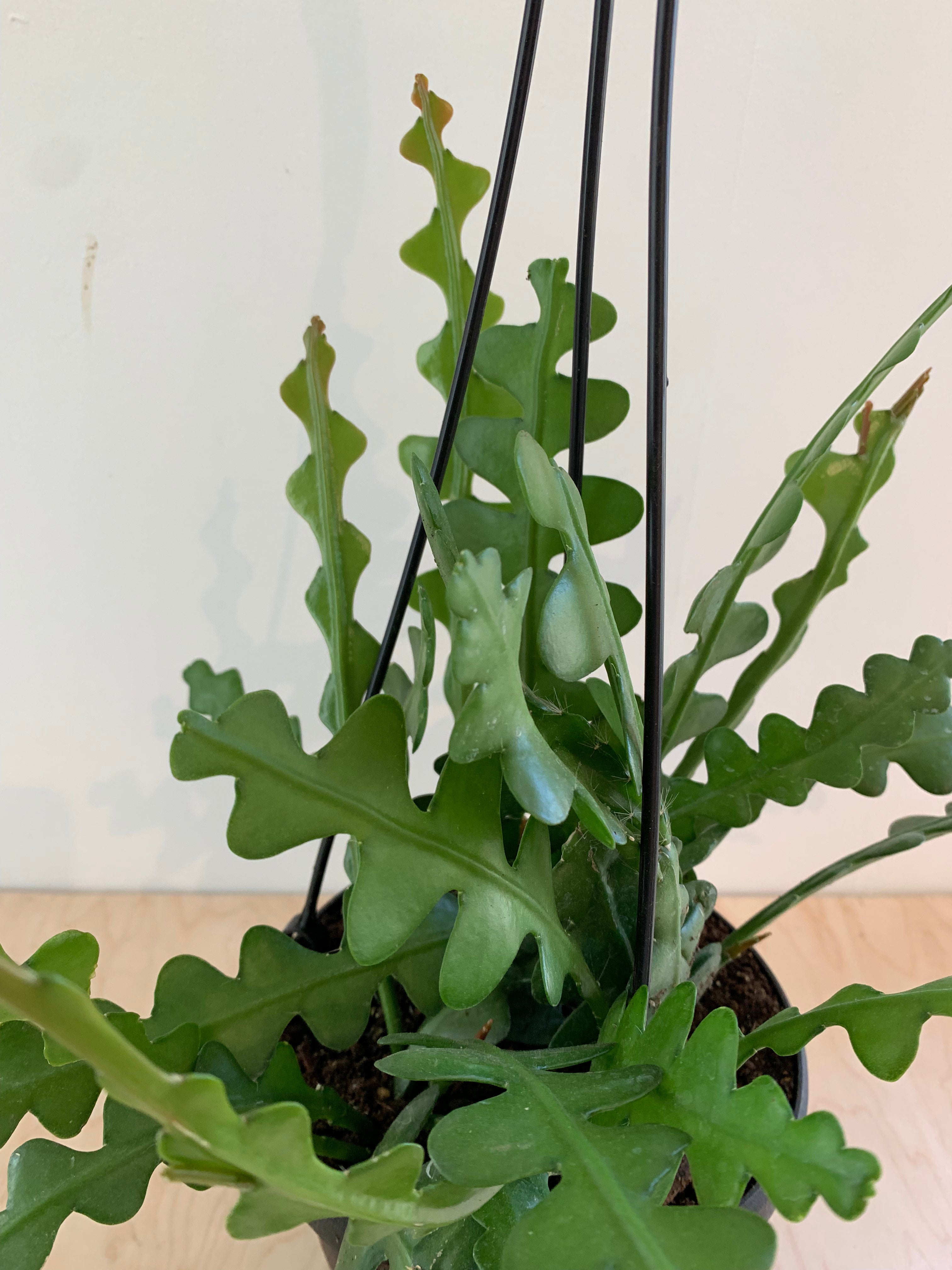 Fishbone Cactus