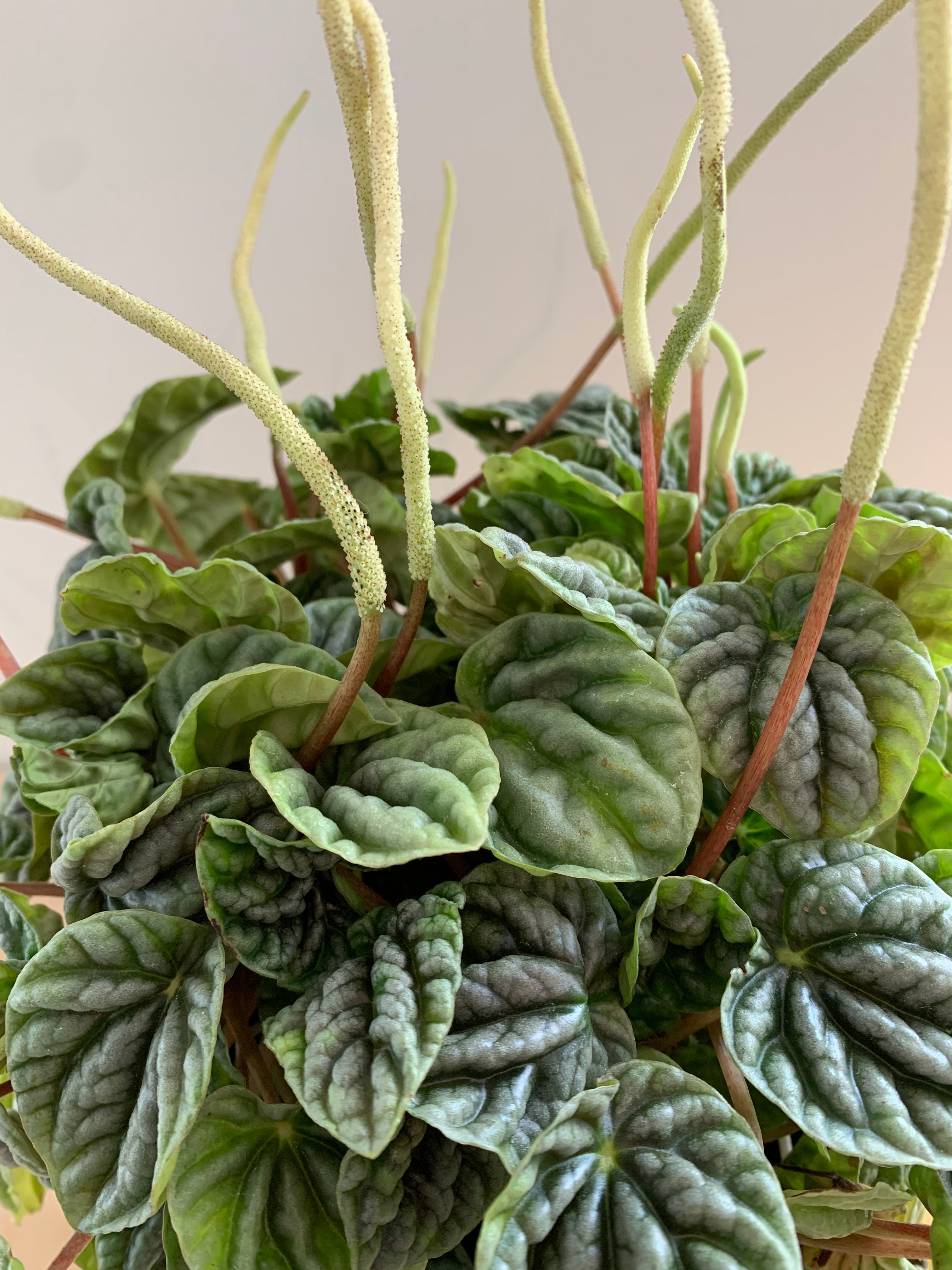 Pépéromia 'Caperata Silver'