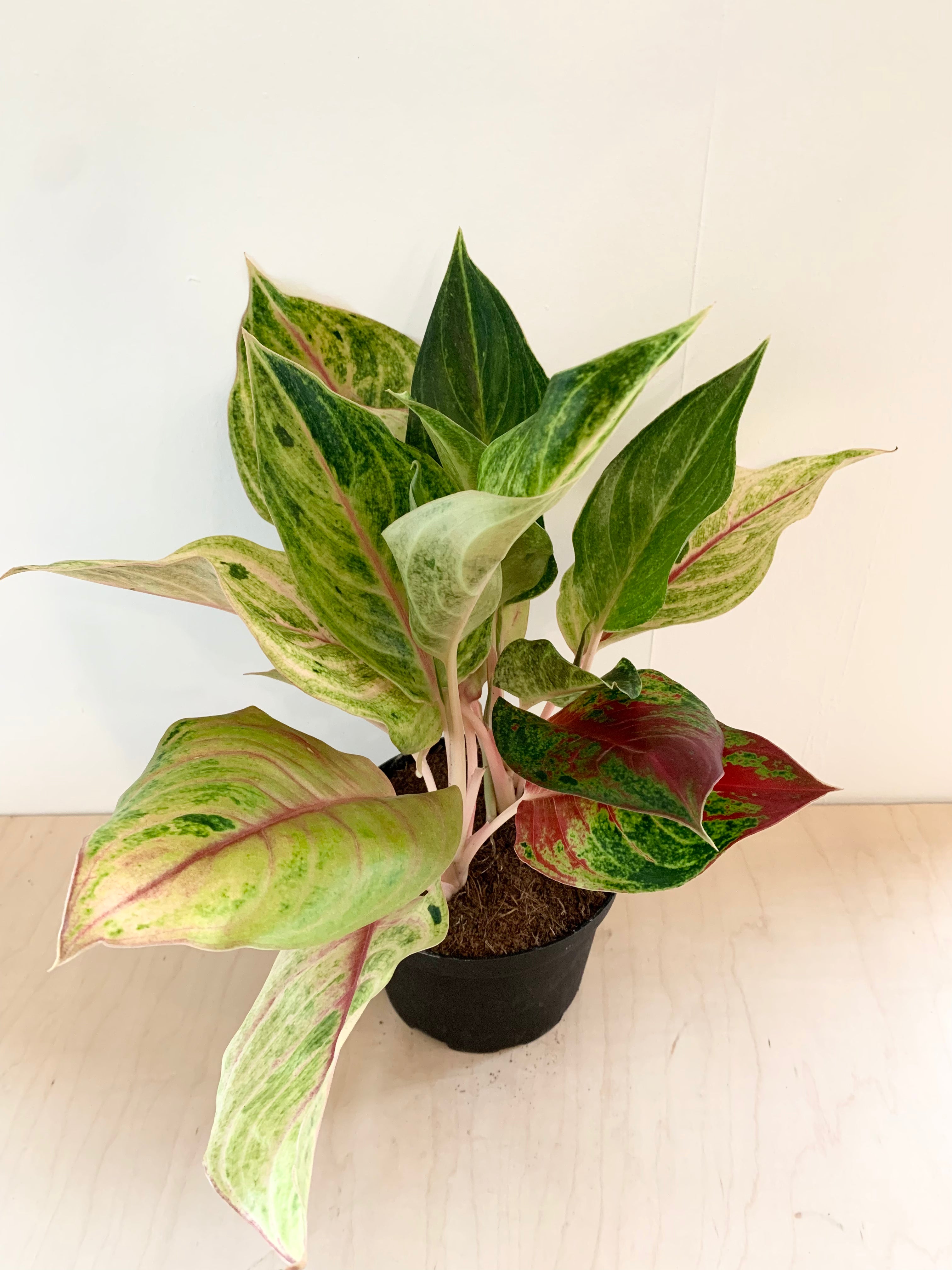 Aglaonema 'Fluorita dorada'
