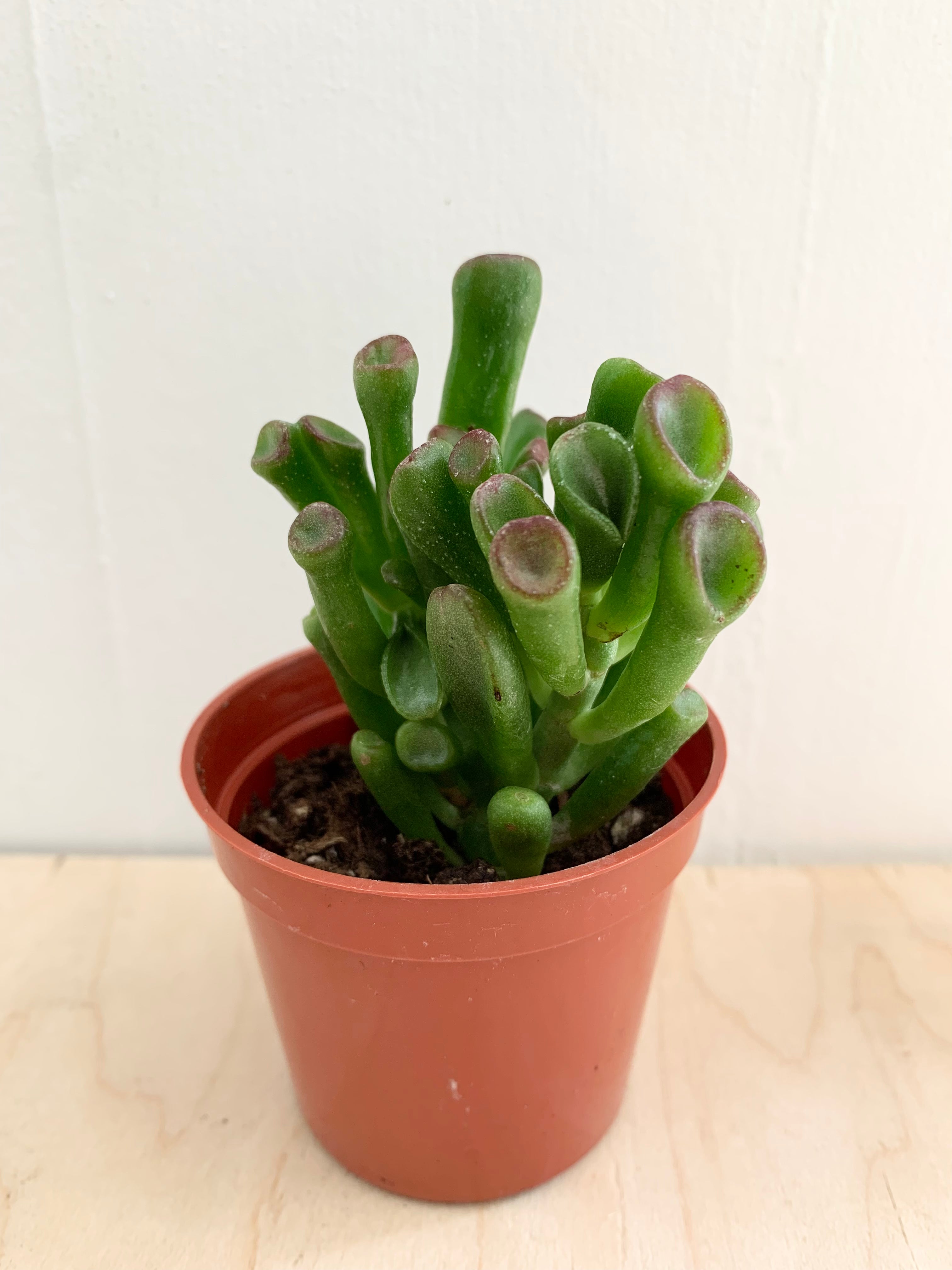 Ovata Shrek Jade