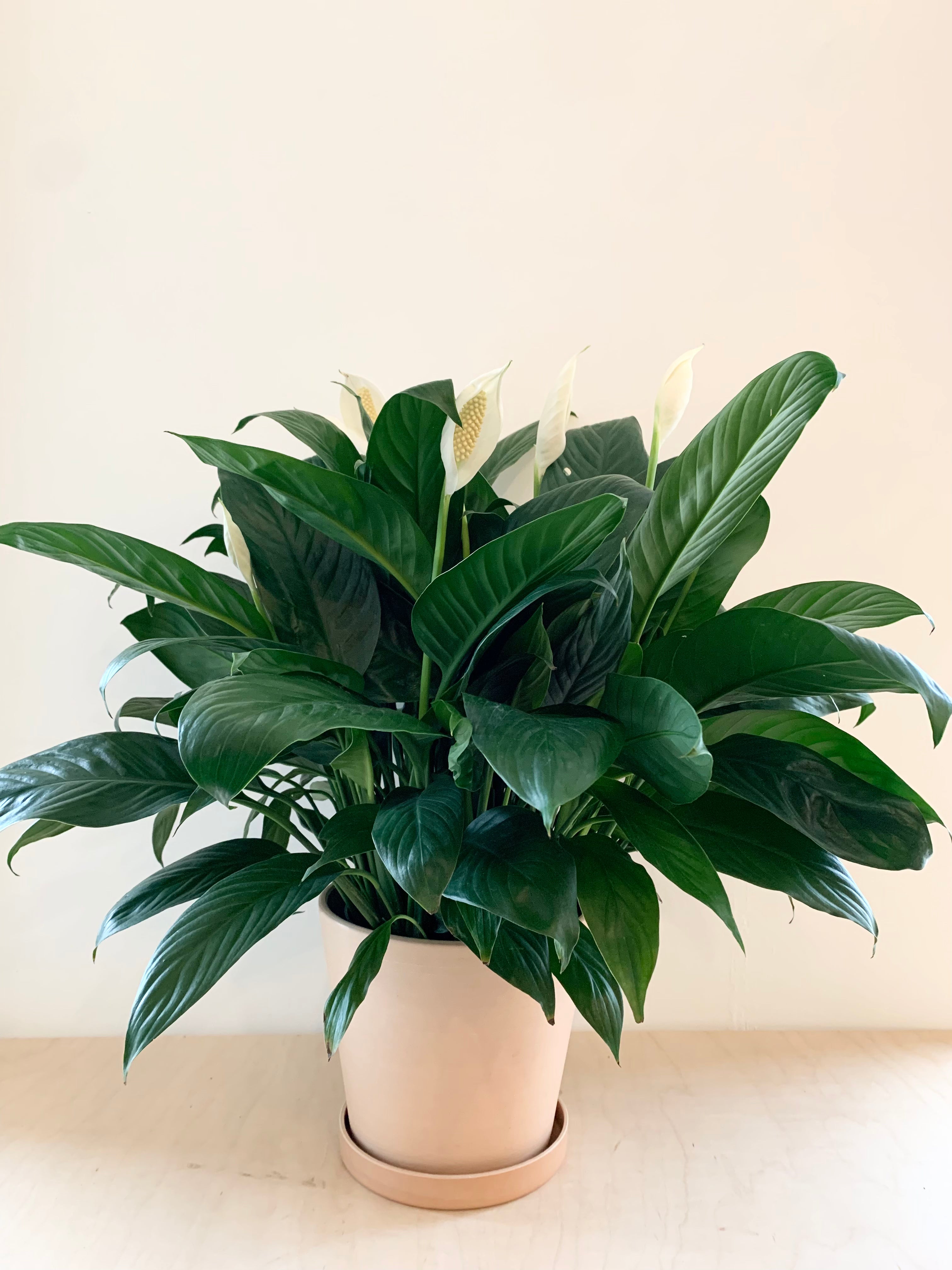 Spathiphyllum (Peace Lily)