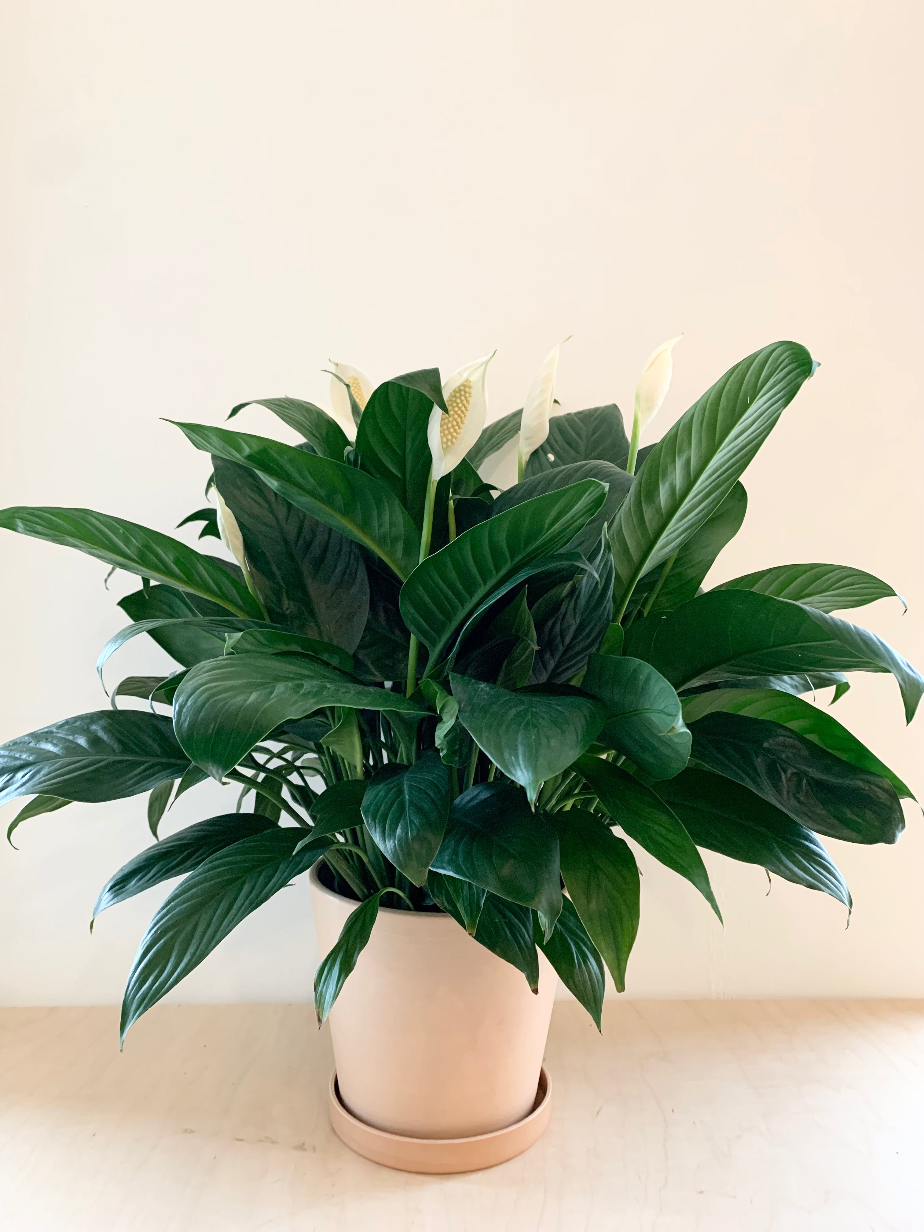 Spathiphyllum (Lis de la paix)