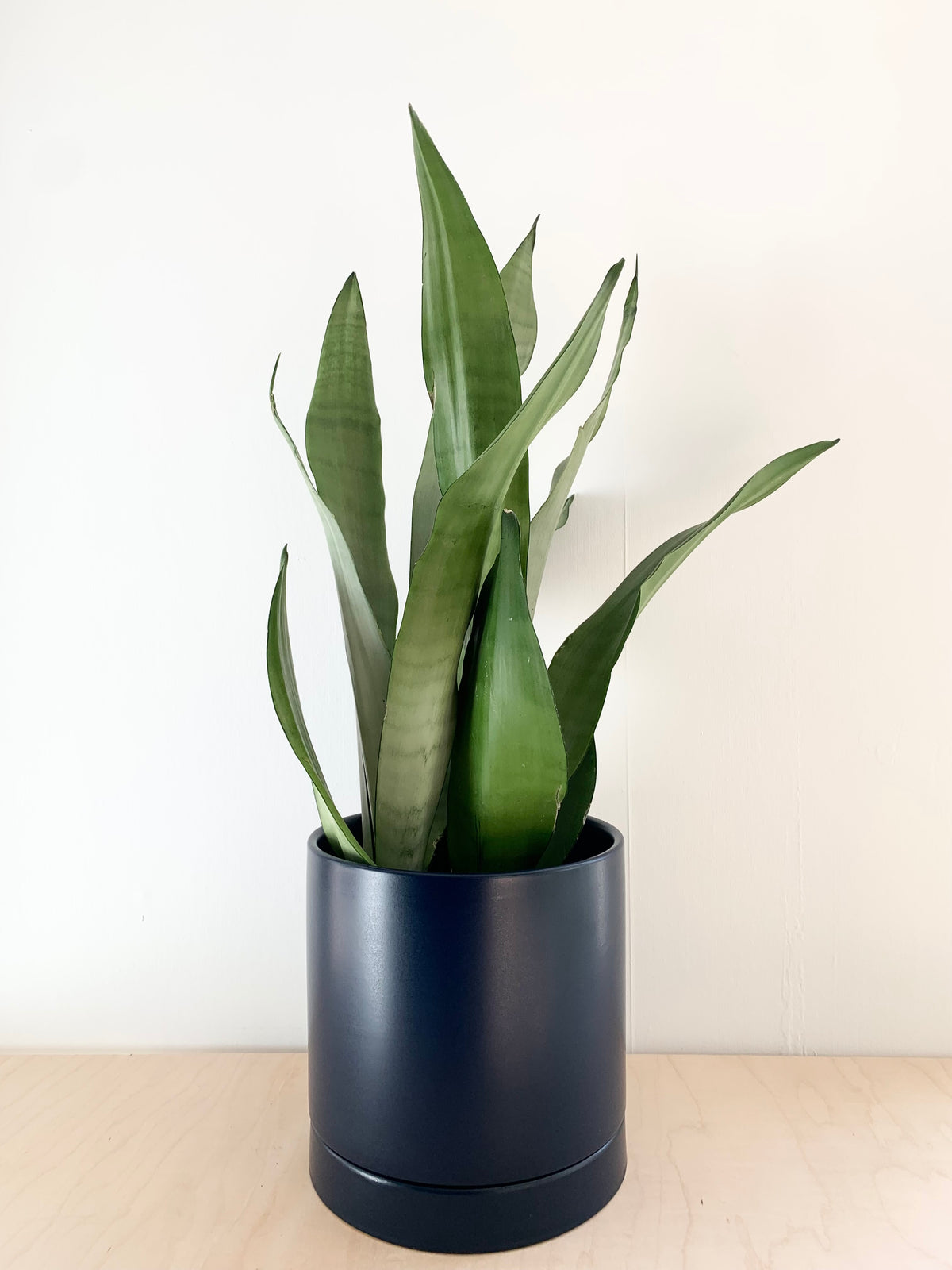 Sansevieria 'Moonshine'