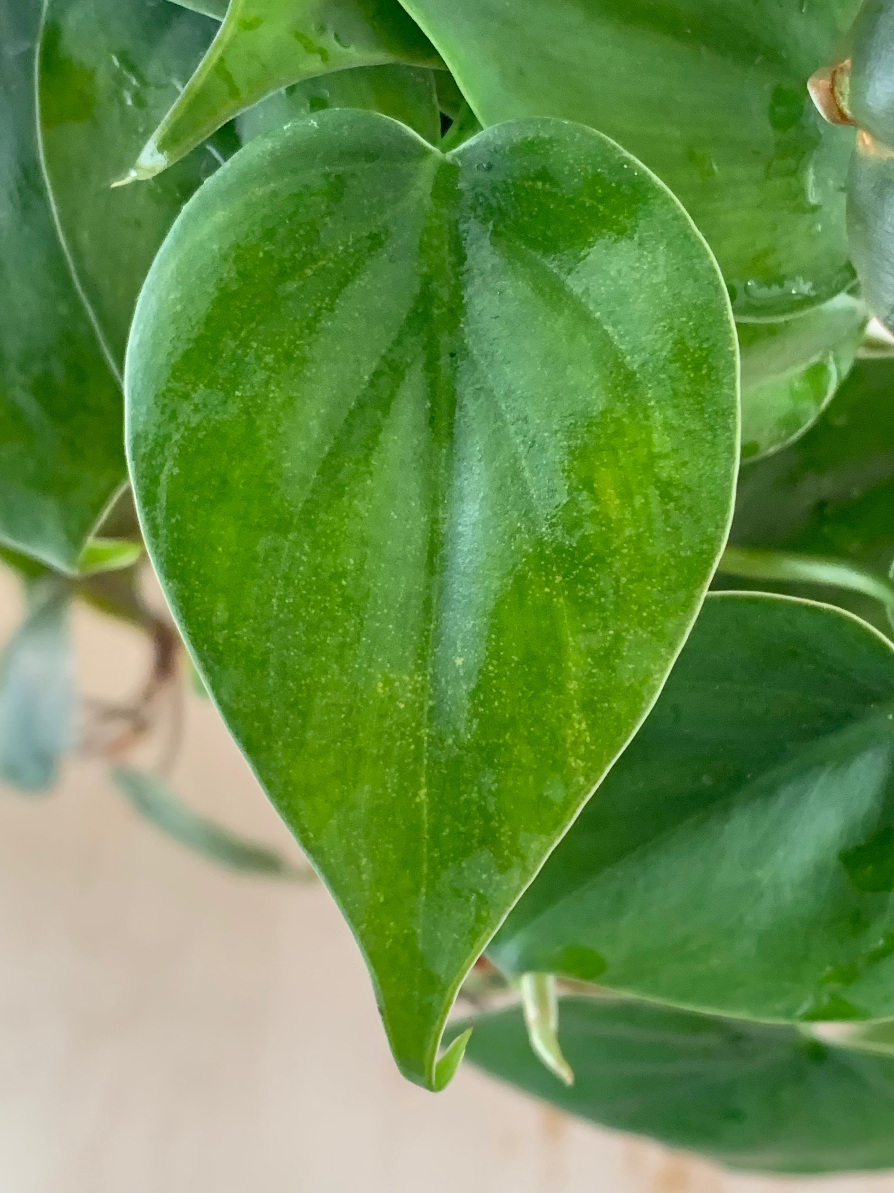 philodendron cordatum entretien Philodendron 'Cordatum Vert'