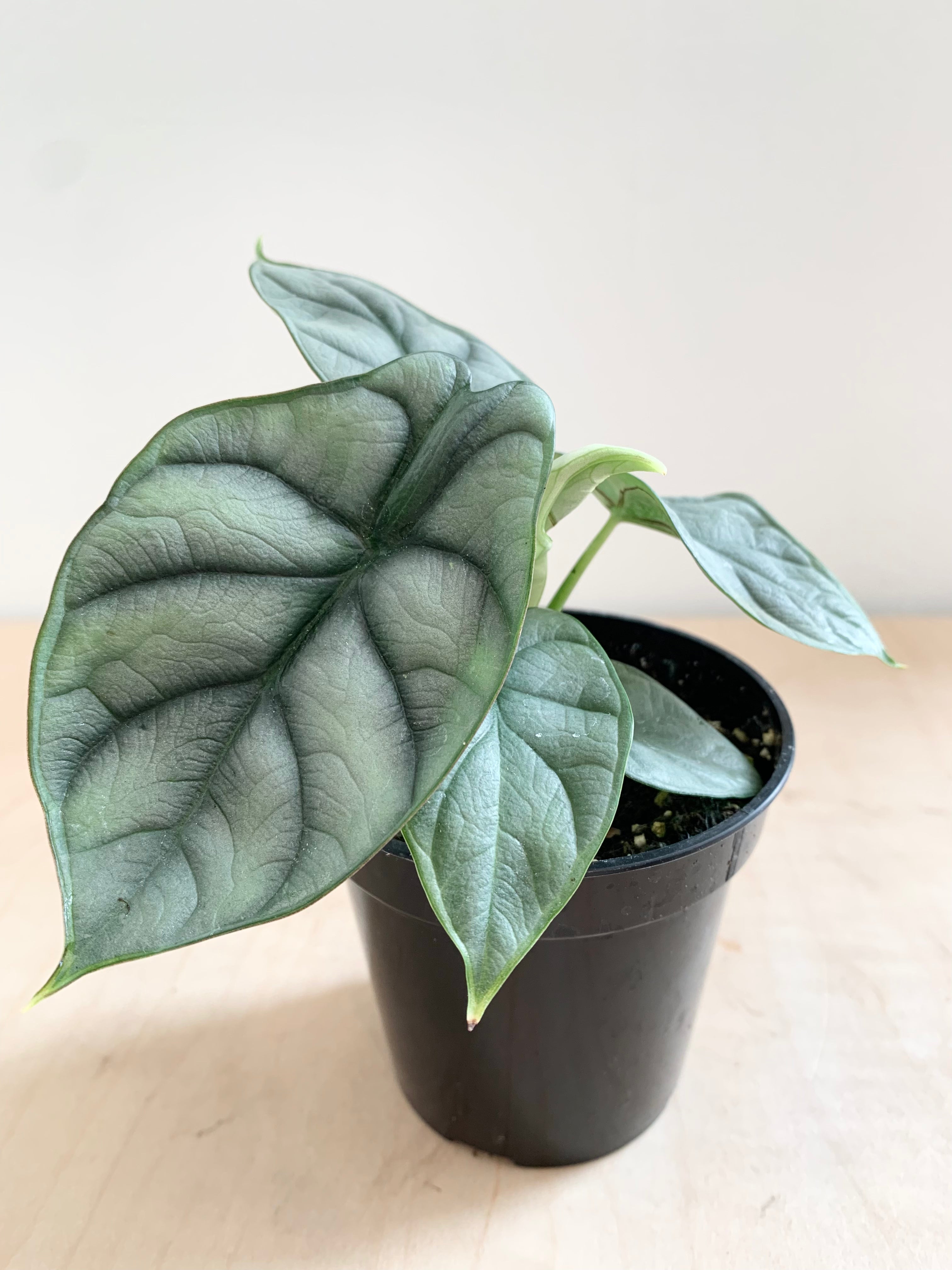 Alocasia 'Dragón Plateado'