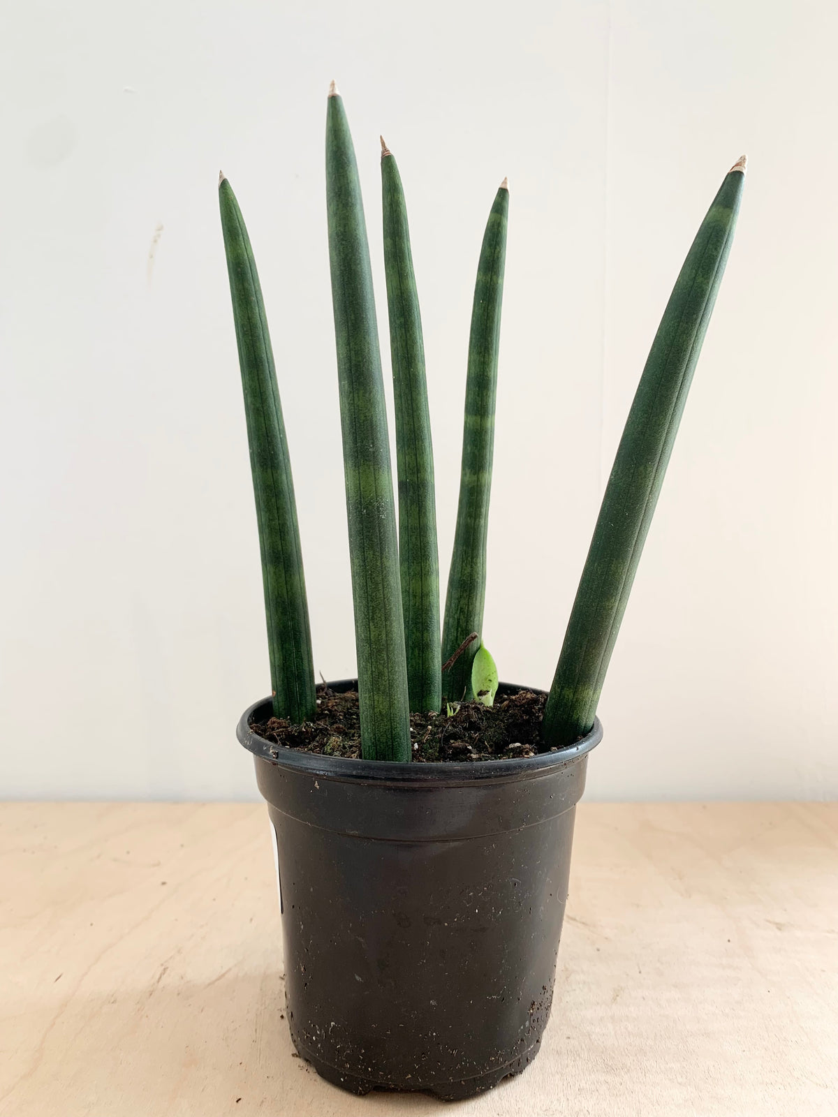 Sansevieria 'Dragon Fingers' – Foliage