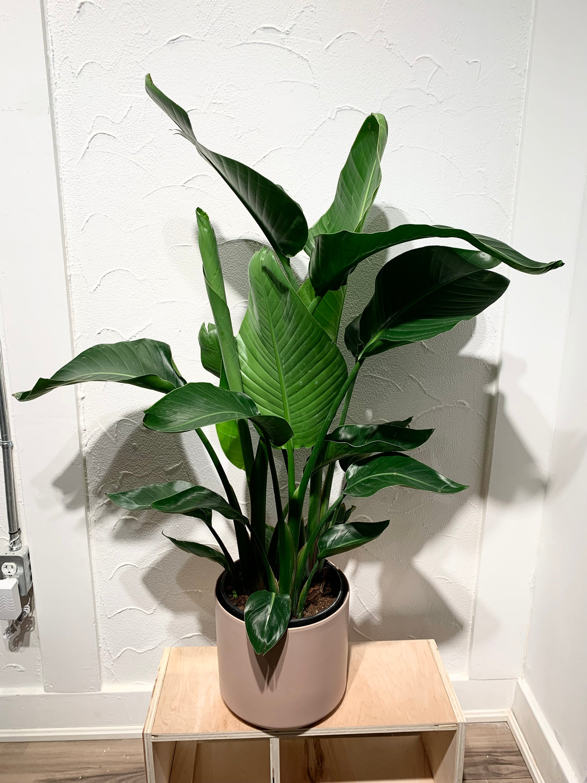 Strelitzia Nicolai - Ave del paraíso